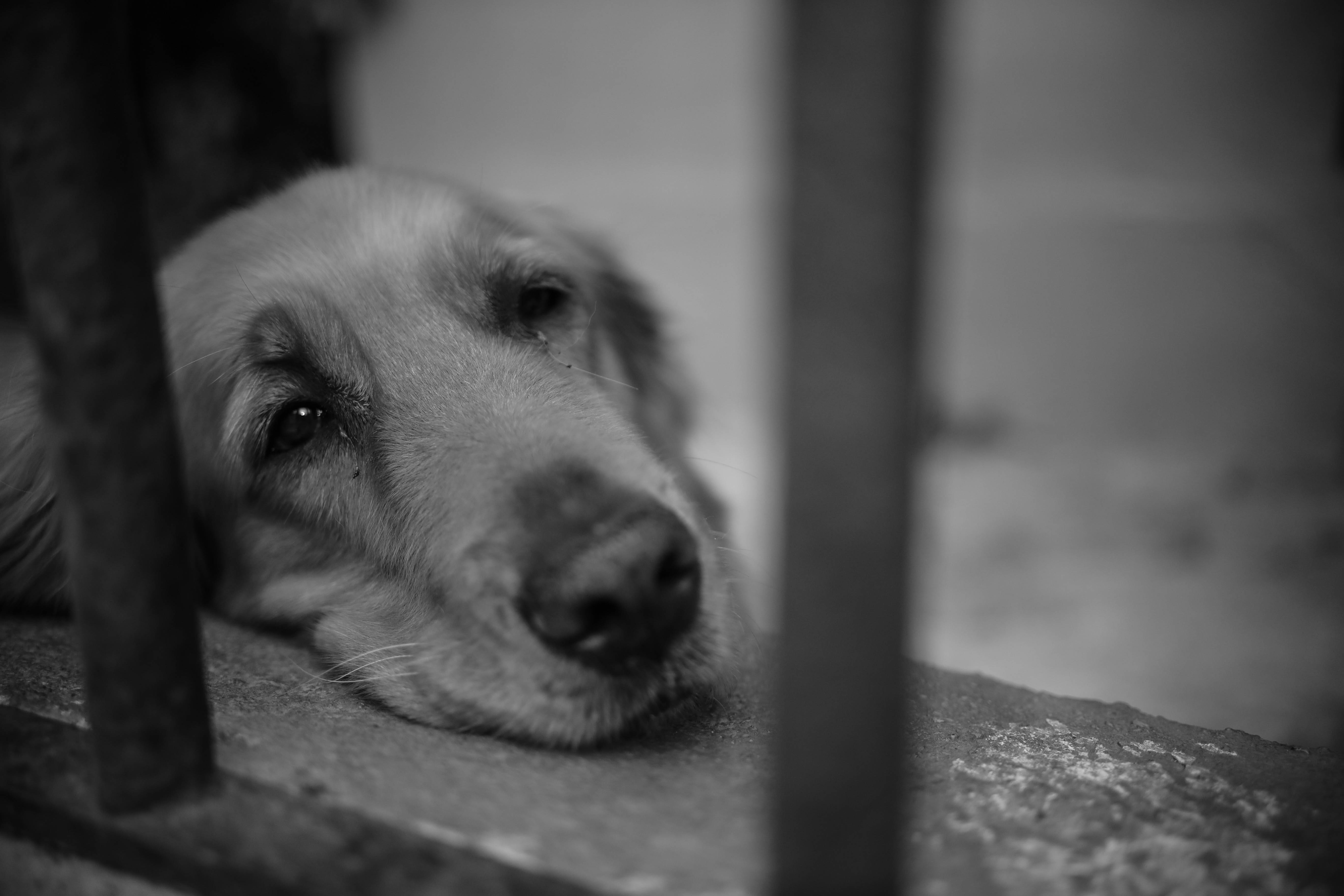 憂鬱美學 桌布 壁紙 — 一隻憂鬱的金毛獵犬在金屬欄杆後休息，黑白照片傳達出靜默的悲傷。