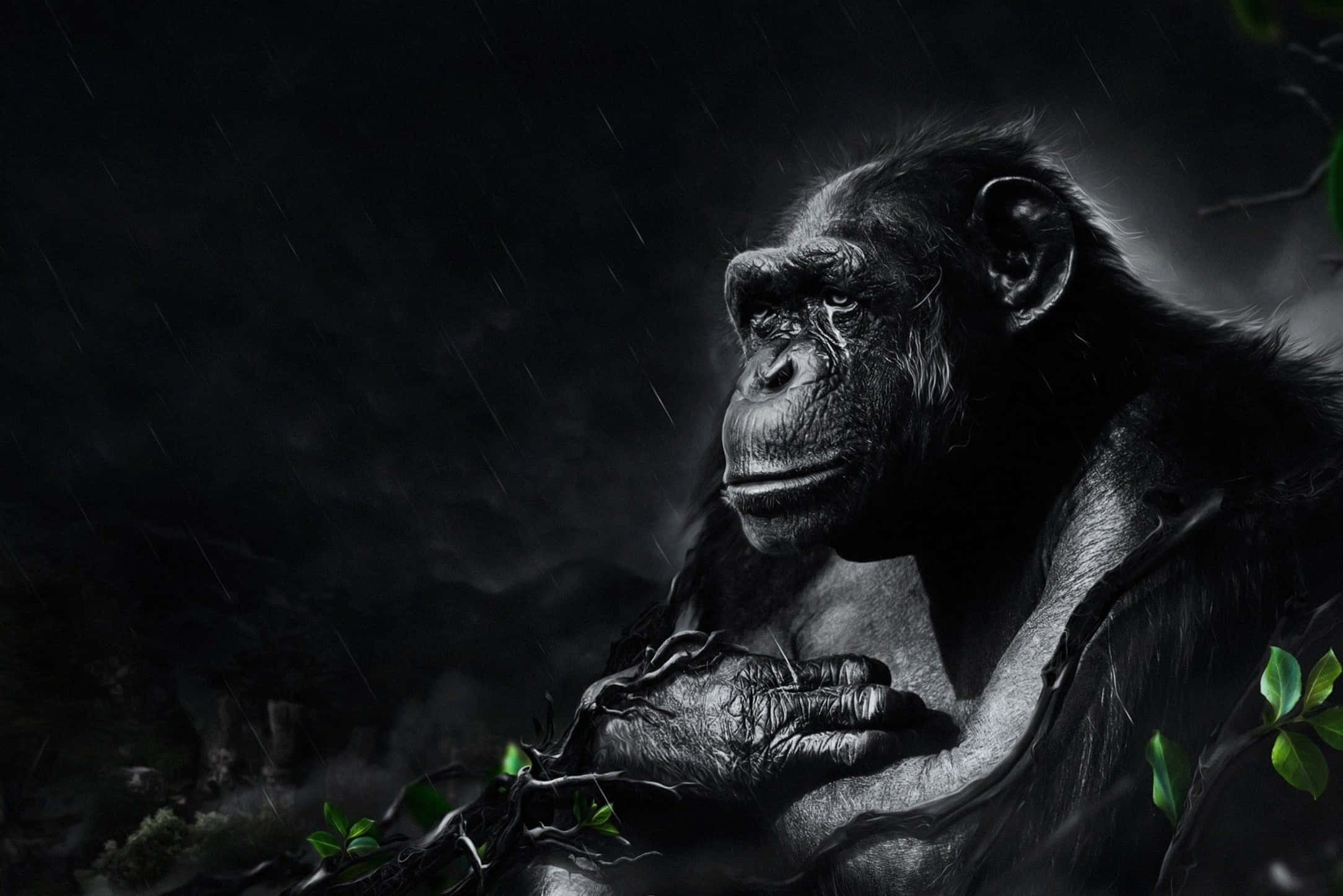 Gorilla 桌布 壁紙 — 一隻憂鬱的黑猩猩坐在雨中，手腕上繫著鎖鏈，周圍是黑暗的樹葉和發光的綠色葉子。