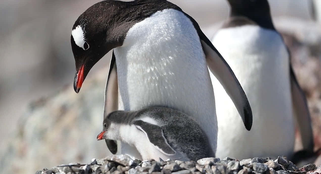 Penguin Funny 桌布 壁紙 — 一隻成年巴布亞企鵝在南極岩石巢穴中溫柔地蹭著牠毛茸茸的灰色雛鳥。