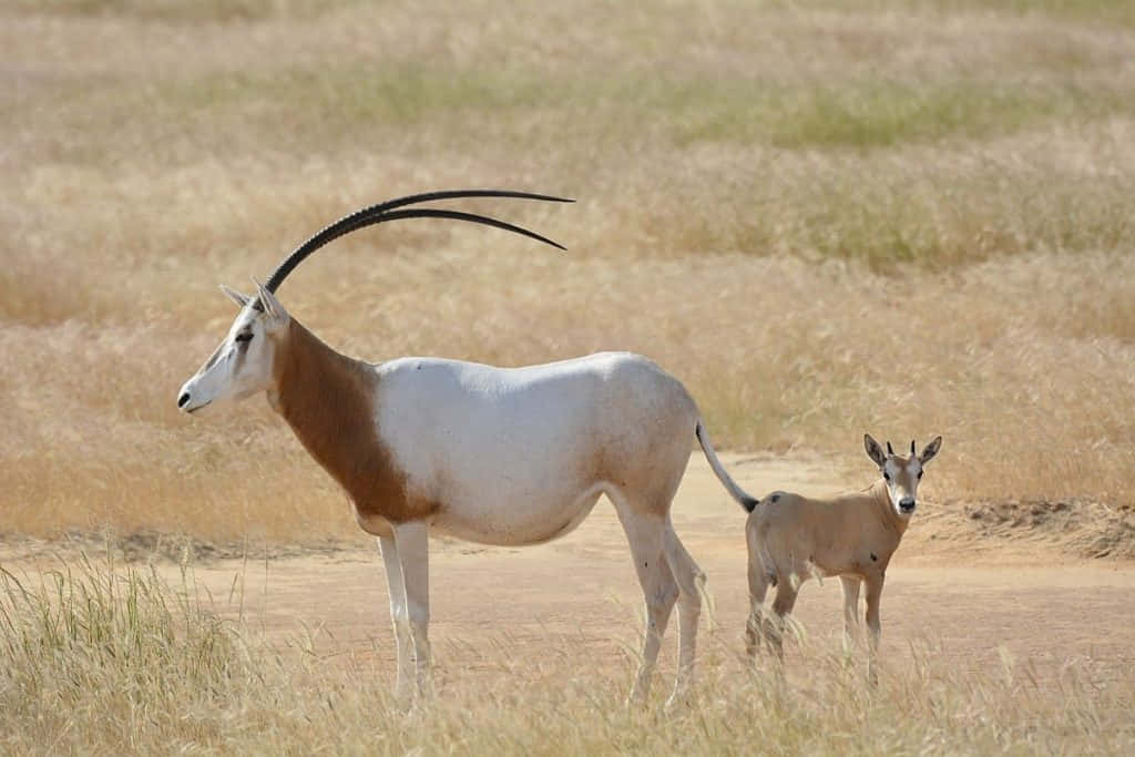 African Animals 桌布 壁紙 — 一隻成年彎刀角羚羊和牠的幼崽站在乾燥的金色草地上，在明亮的日光下。
