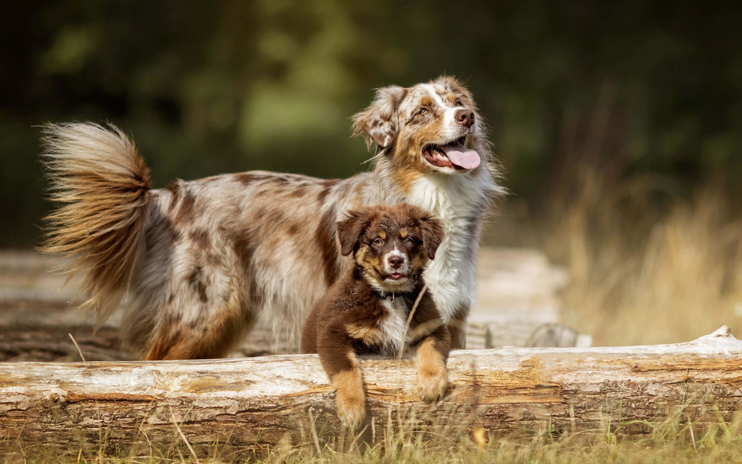 狗 桌布 壁紙 — 一隻成年澳洲牧羊犬和牠的幼犬一起站在陽光明媚的森林空地上的一根風化木頭上。
