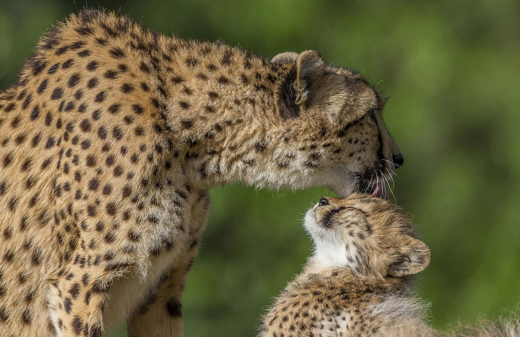 Baby Cheetah 桌布 壁紙 — 一隻成年獵豹在茂密的綠葉中溫柔地舔舐幼崽的頭部，展現溫馨時刻。
