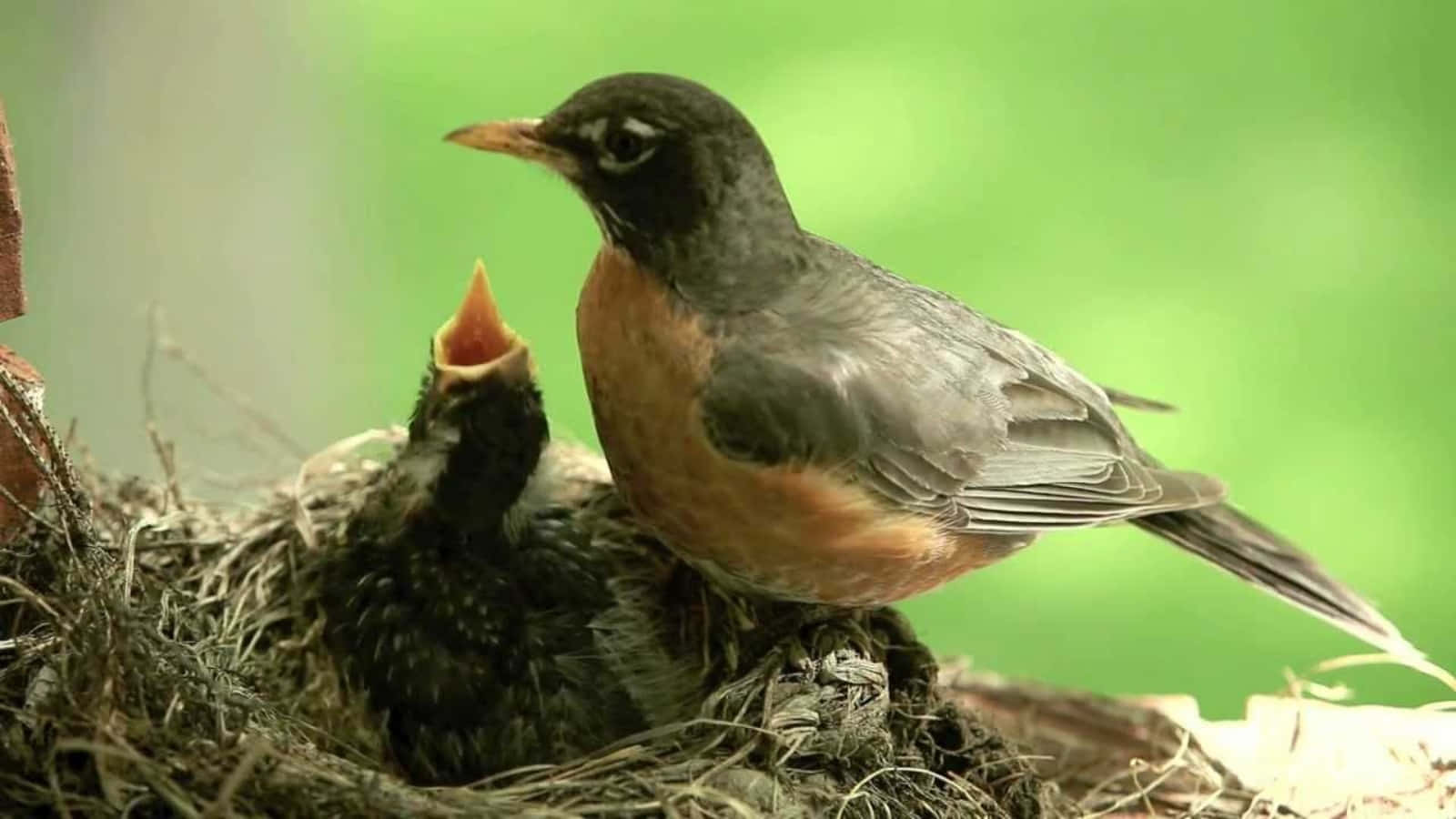 Nest 桌布 壁紙 — 一隻成年知更鳥保護性地棲息在一個長滿苔蘚的巢中，巢中有一隻飢餓的雛鳥，背景是柔和的綠色。
