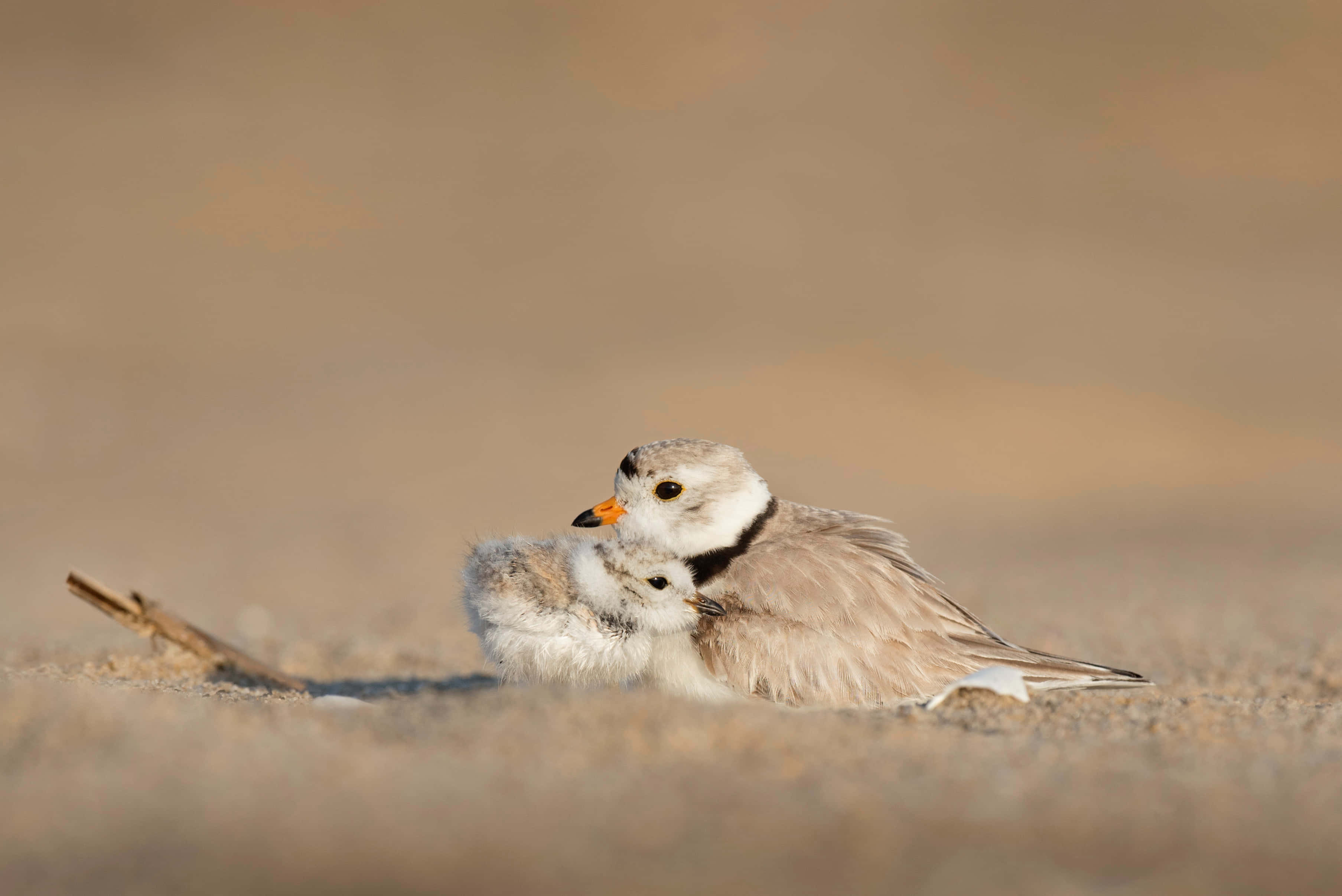 birds 桌布 壁紙 — 一隻成年笛鴴在陽光明媚的沙灘上溫柔地梳理牠毛茸茸的雛鳥。