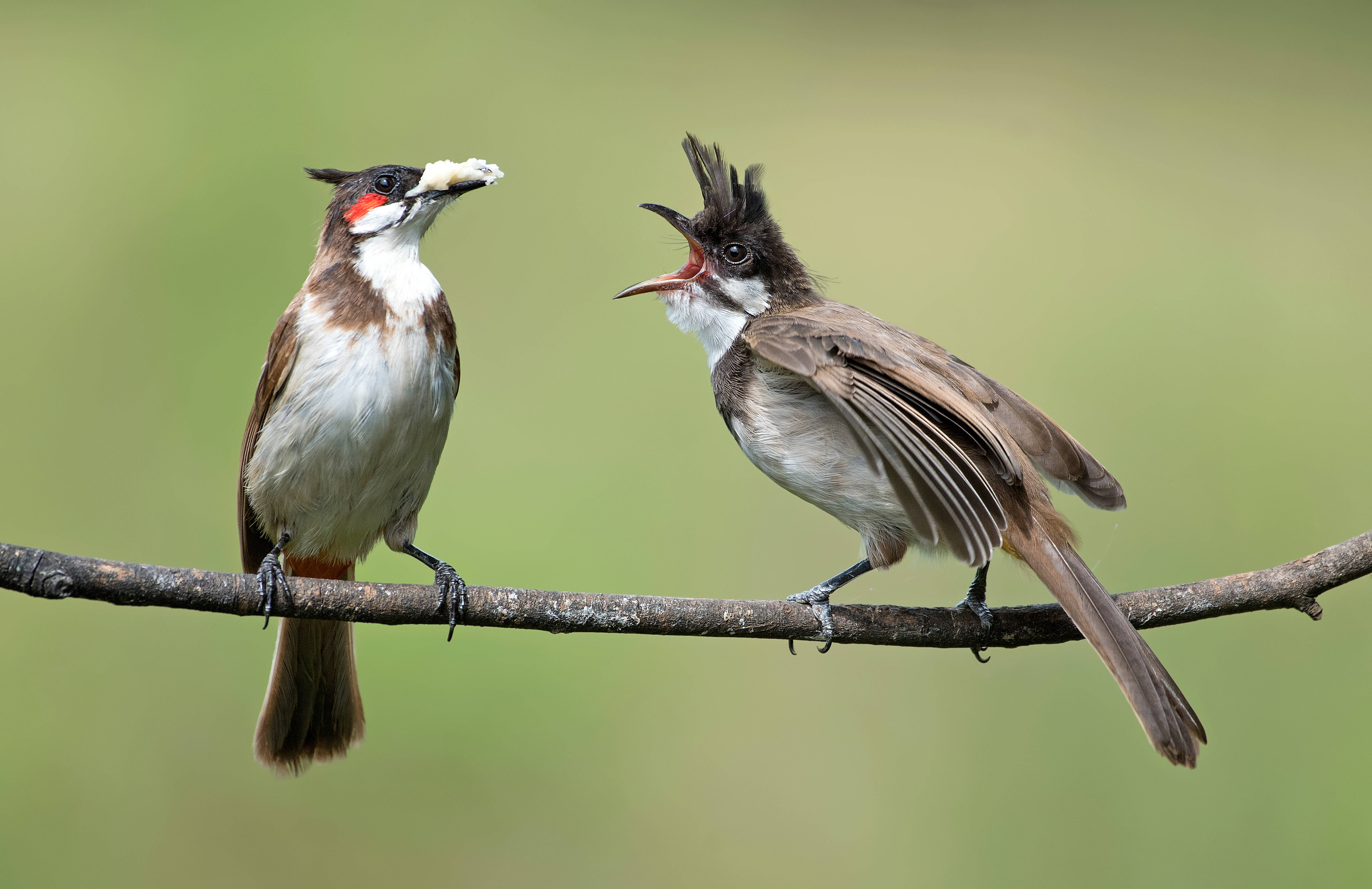 birds 桌布 壁紙 — 一隻成年紅耳鵯正在餵食棲息在樹枝上的雛鳥，背景是柔和的綠色。