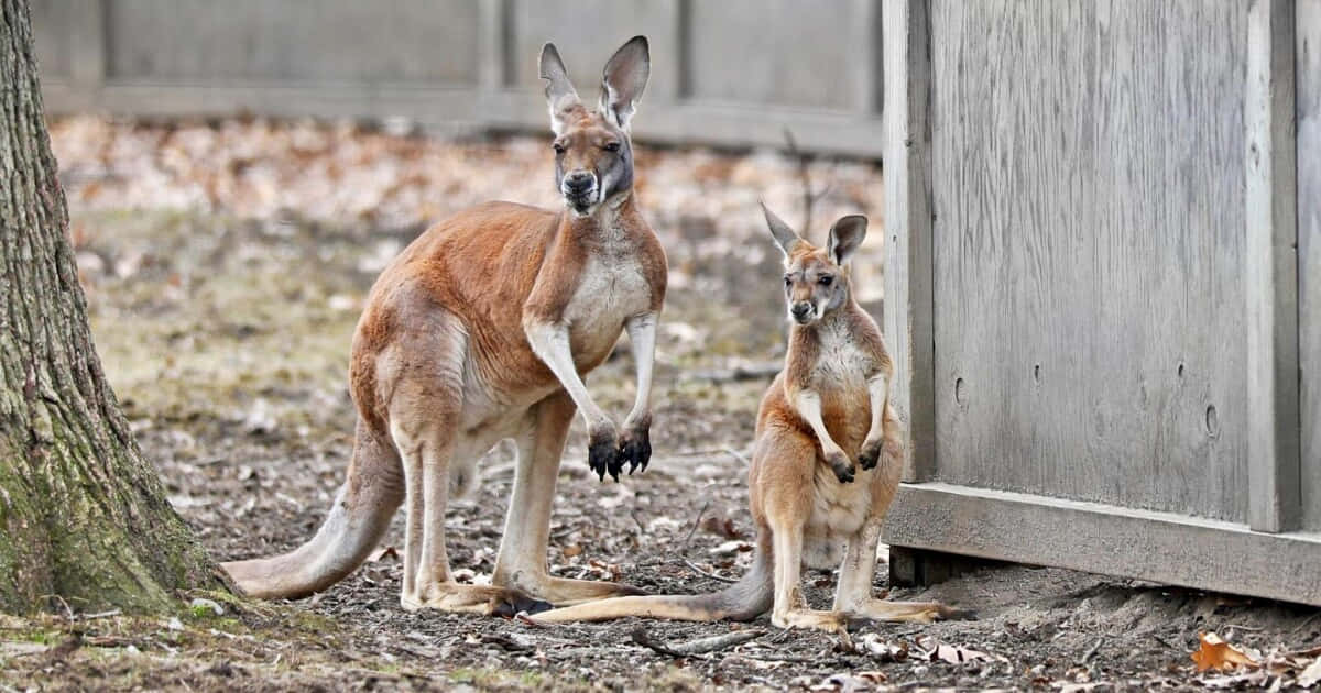 Kangaroo 桌布 壁紙 — 一隻成年袋鼠和一隻幼年袋鼠在佈滿落葉的圍欄中，靠近一棵樹和木柵欄警覺地站立。