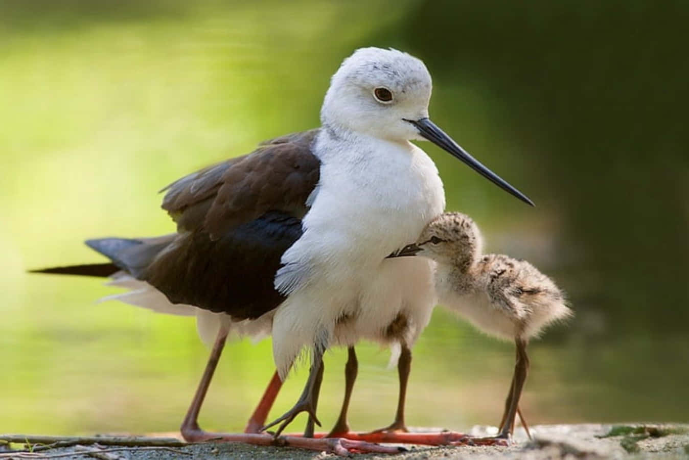 birds 桌布 壁紙 — 一隻成年黑翅長腳鷸保護性地站在其毛茸茸的雛鳥旁邊，棲息在水邊長滿苔蘚的木頭上。