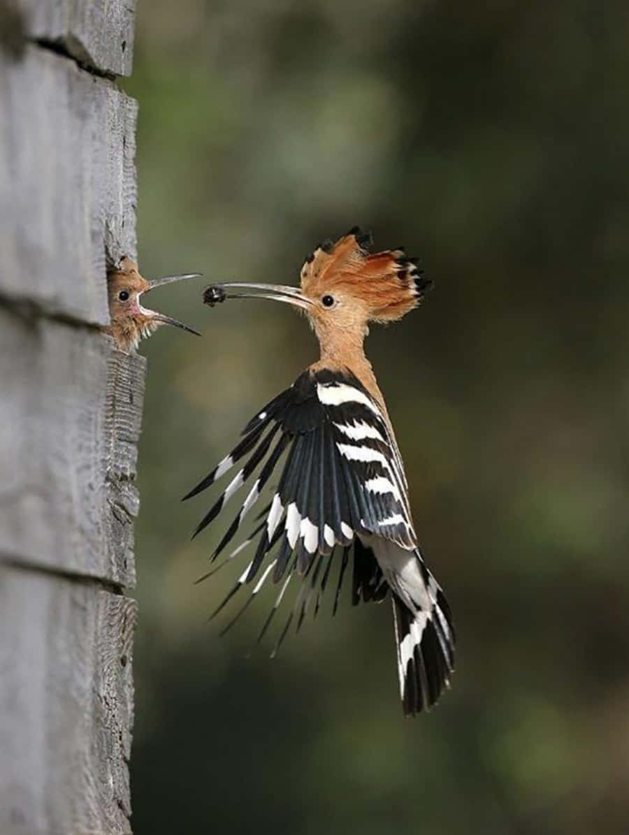 woodpecker 桌布 壁紙 — 一隻戴勝鳥正在飛行中，展開翅膀，餵食從木縫中探出頭來的雛鳥。