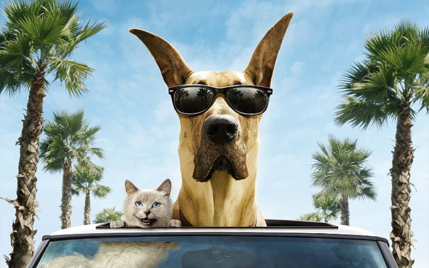 動物 桌布 壁紙 — 一隻戴太陽眼鏡的酷狗和一隻咧嘴笑的貓咪從車頂探出頭來，背景是棕櫚樹和藍天。