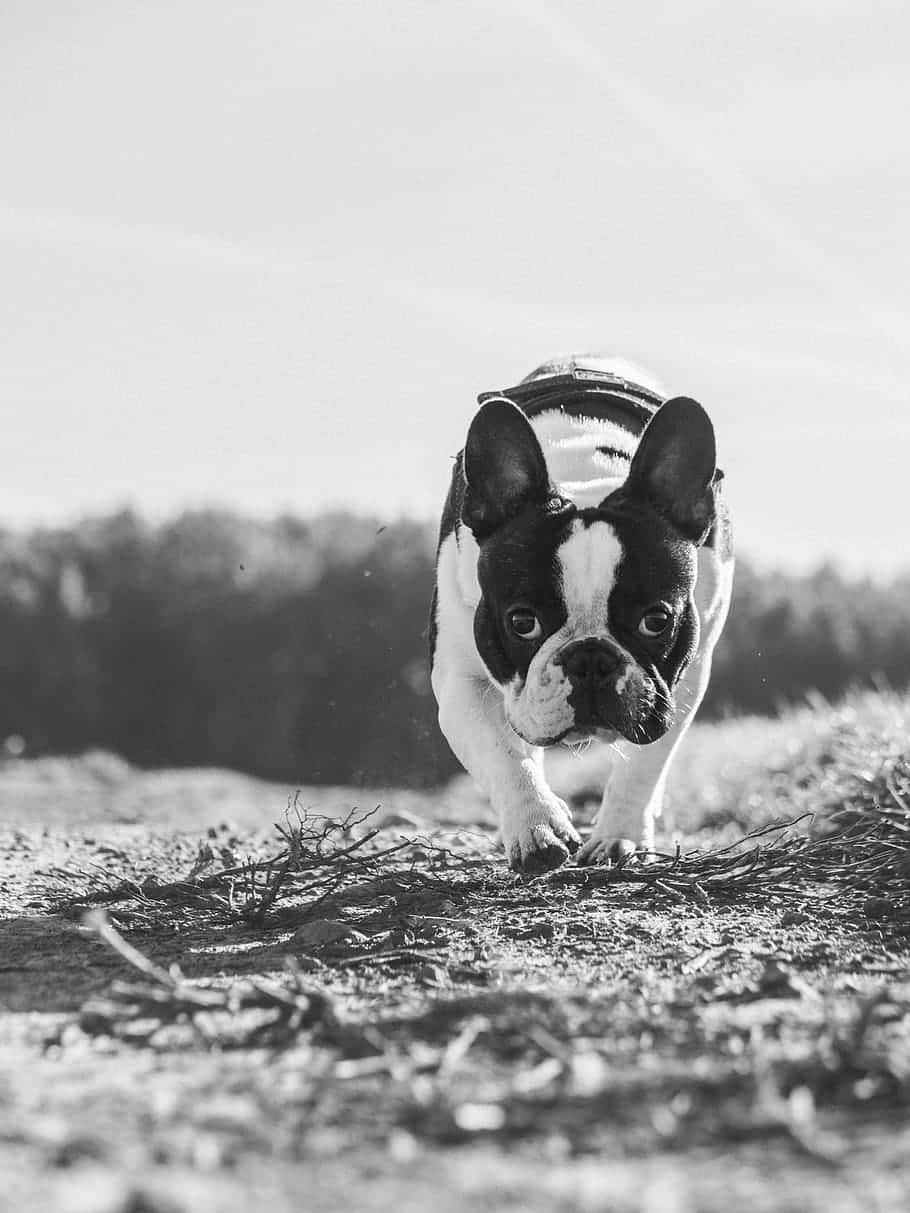 狗 桌布 壁紙 — 一隻戴帽子的黑白法國鬥牛犬自信地沿著泥路走向鏡頭。