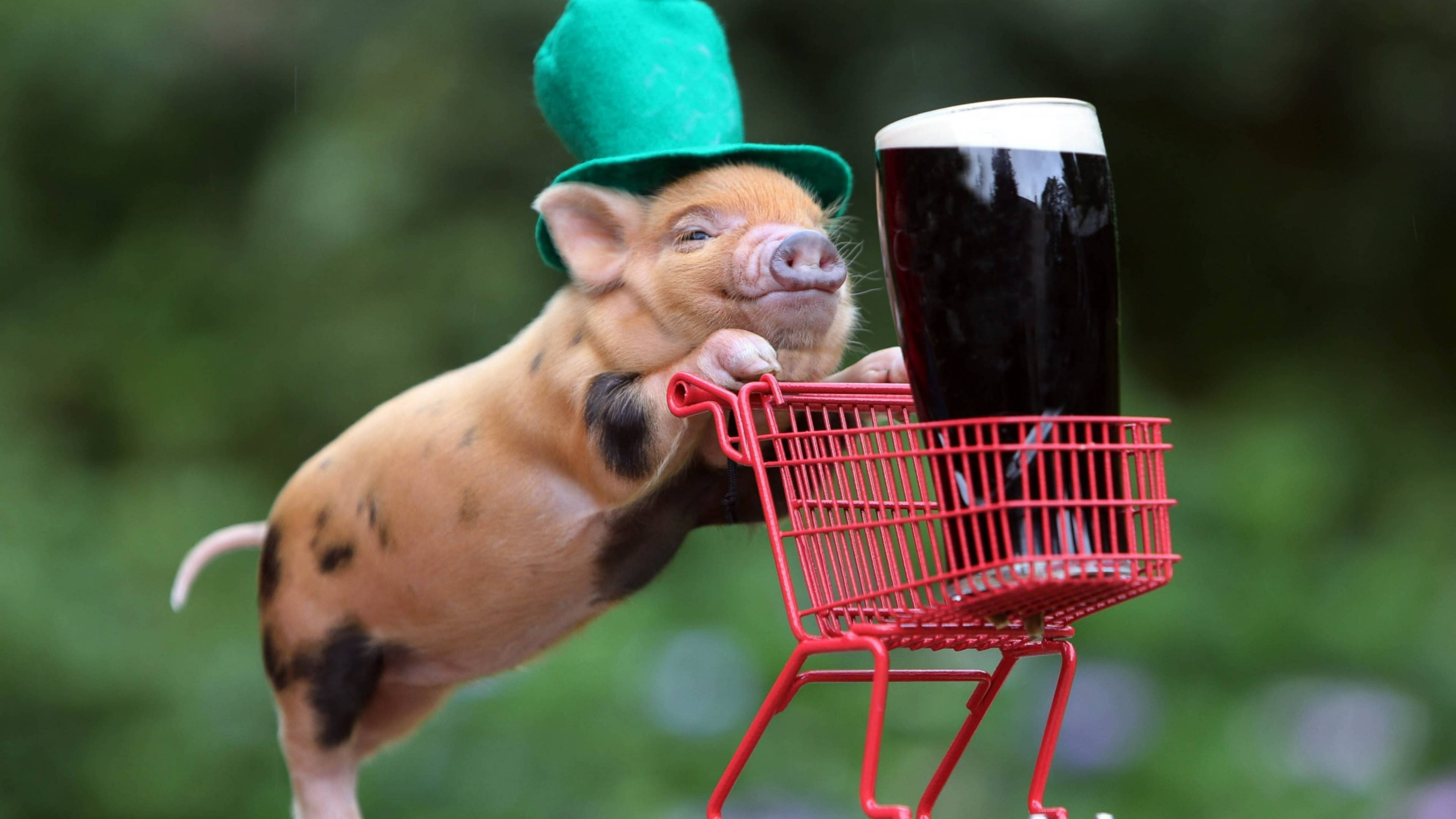 Pig 桌布 壁紙 — 一隻戴綠色帽子的小豬推著一輛紅色購物車，車上放著一杯黑啤酒，背景是模糊的綠色。