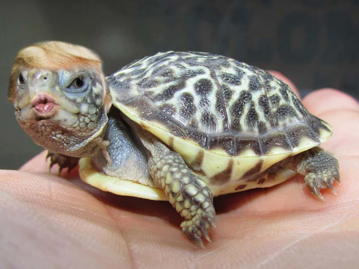 Funny Turtle 桌布 壁紙 — 一隻戴著人類金色假髮、嘟起嘴唇的小烏龜，躺在一個人的手掌上休息。