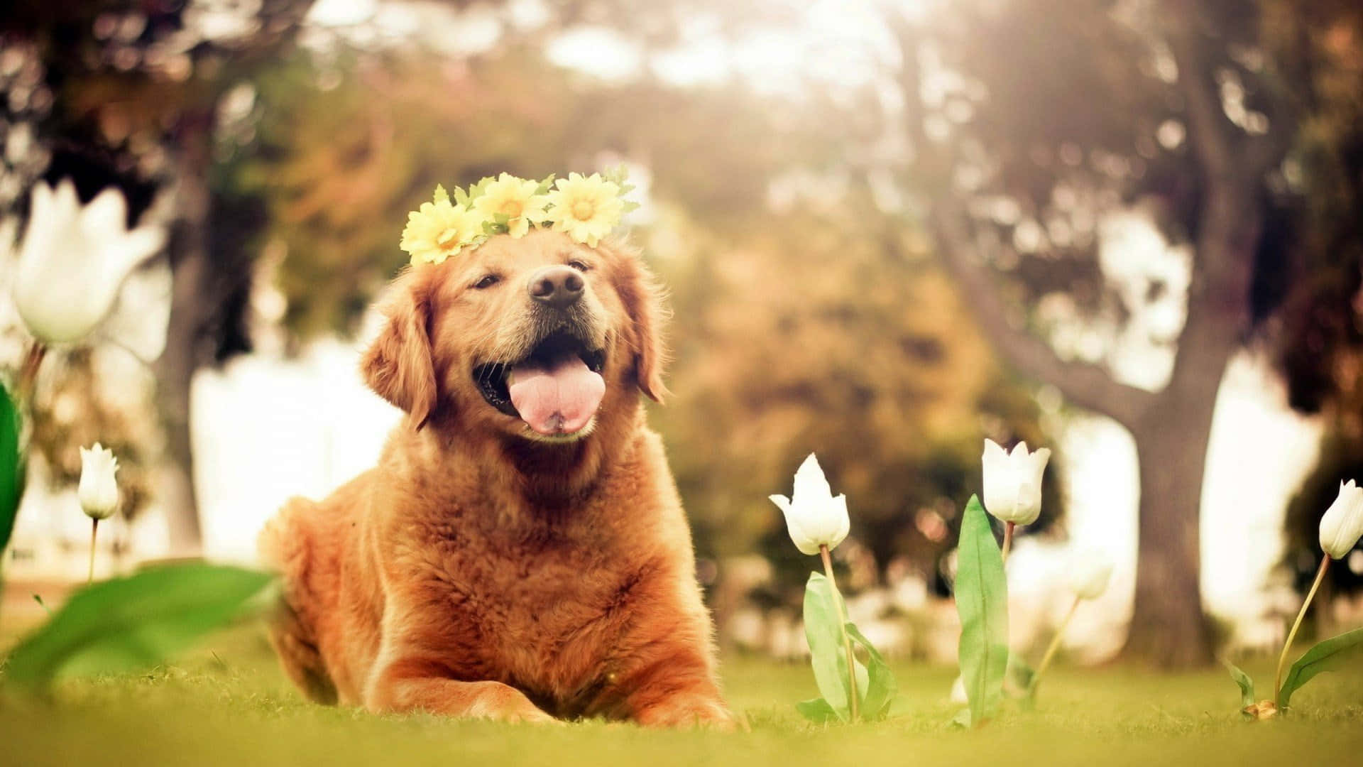 黃金獵犬 桌布 壁紙 — 一隻戴著向日葵皇冠的金毛尋回犬，在陽光普照、有白色鬱金香的花園裡快樂地坐著。