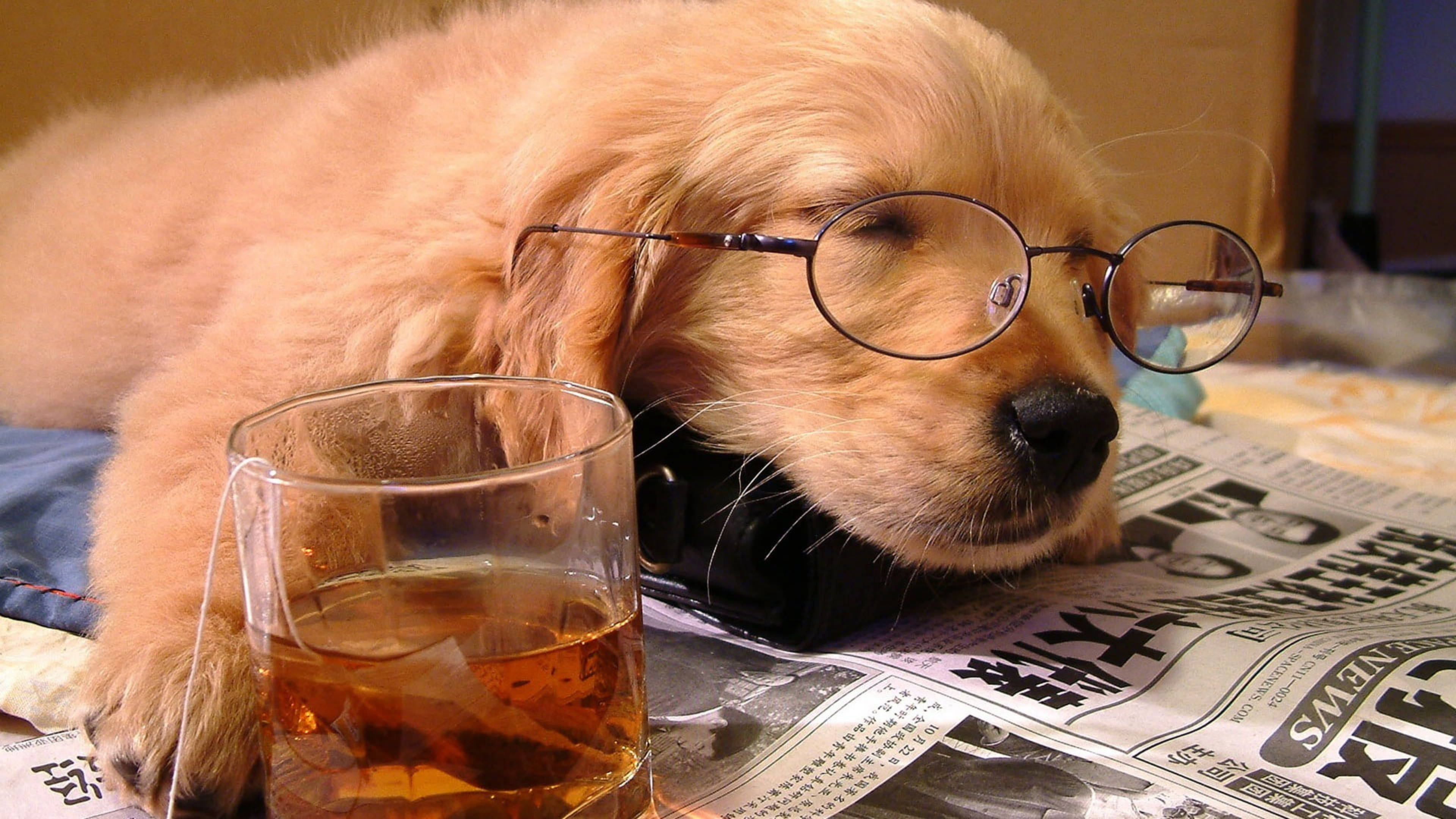 Newspaper 桌布 壁紙 — 一隻戴著圓框眼鏡的睏倦黃金獵犬幼犬，將頭靠在報紙上，旁邊放著一杯琥珀色液體。