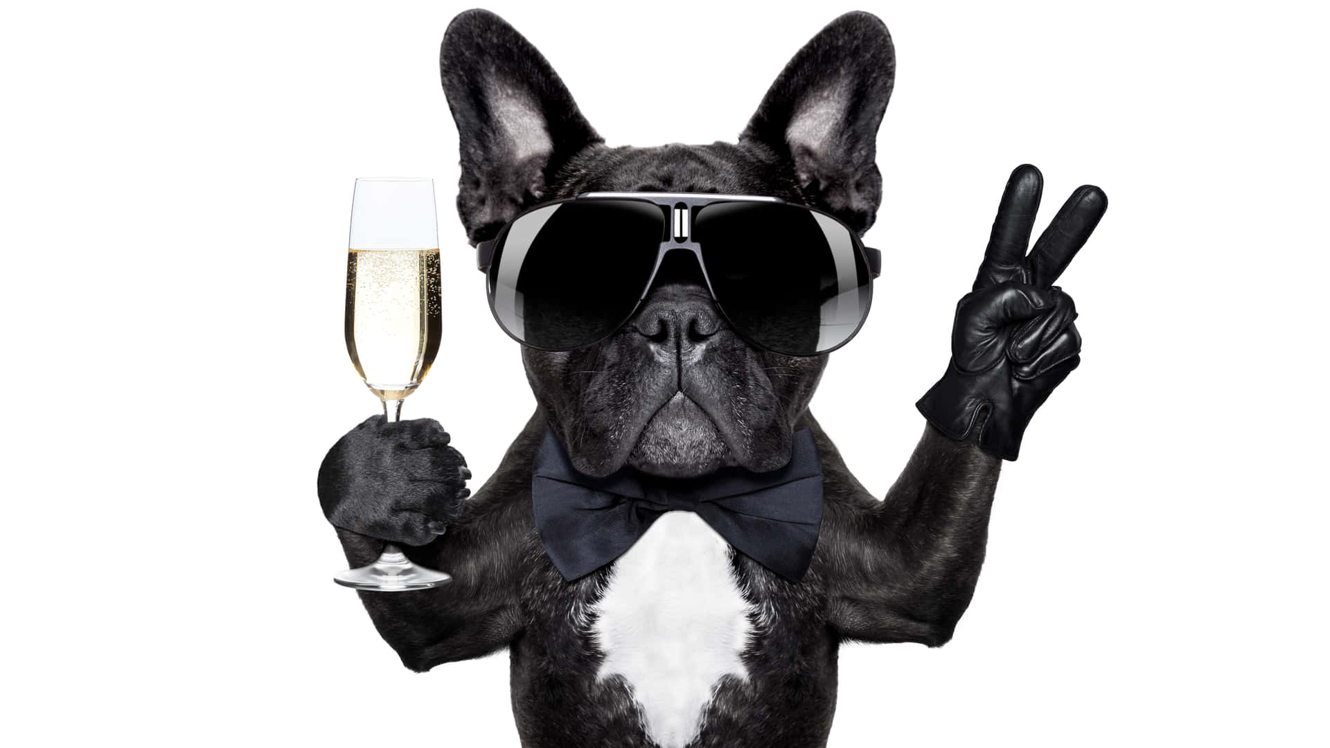 Ready for the weekend like a true gentleman 壁紙 — 一隻戴著太陽眼鏡和領結的黑色法國鬥牛犬，拿著香檳杯並做出和平手勢。