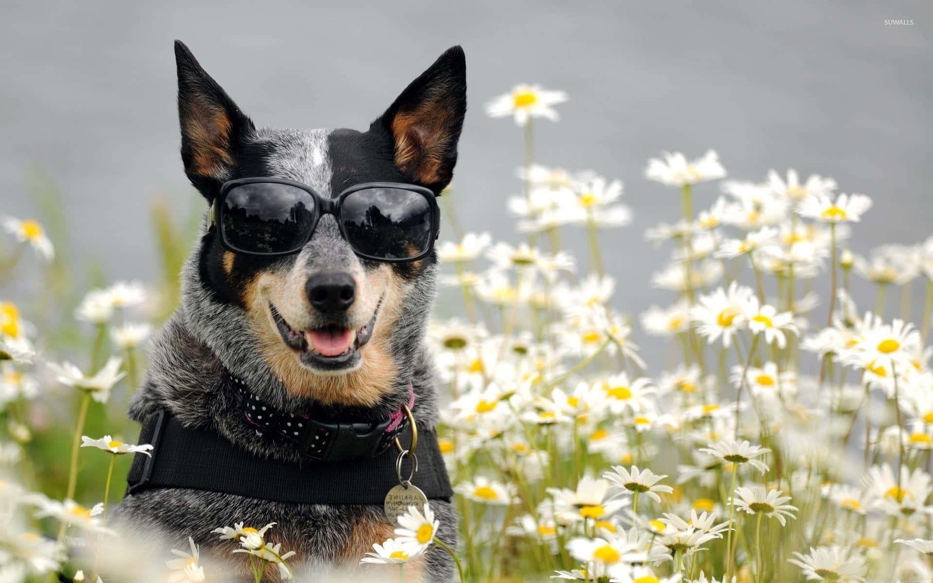 Australian Cattle Dog 桌布 壁紙 — 一隻戴著太陽眼鏡的開心藍色赫勒犬在白色雛菊田裡微笑。