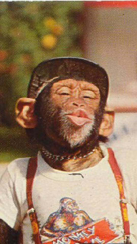 Funny Monkey 桌布 壁紙 — 一隻戴著帽子和吊帶褲的黑猩猩在模糊的綠色背景前，以頑皮的表情伸出舌頭。
