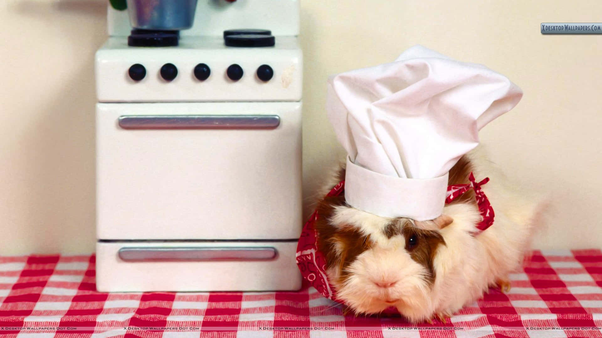 guinea pig 桌布 壁紙 — 一隻戴著廚師帽和紅色頭巾的天竺鼠坐在紅色格子桌布上的玩具爐灶旁邊。