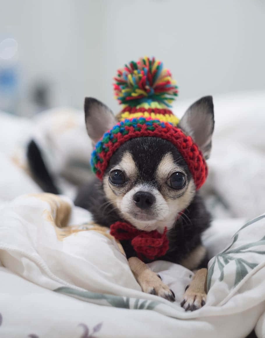 Chihuahua 桌布 壁紙 — 一隻戴著彩色針織帽（帶有絨球和紅色蝴蝶結）的小吉娃娃幼犬，躺在柔軟的圖案床上用品上休息。