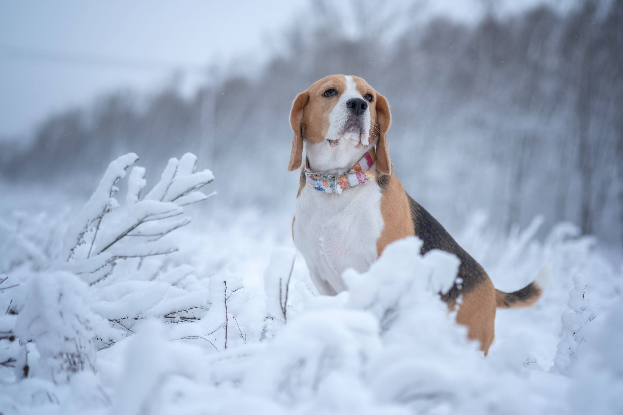 Winter 桌布 壁紙 — 一隻戴著彩色項圈的比格犬在雪地裡警覺地坐著，周圍是積雪的樹枝。