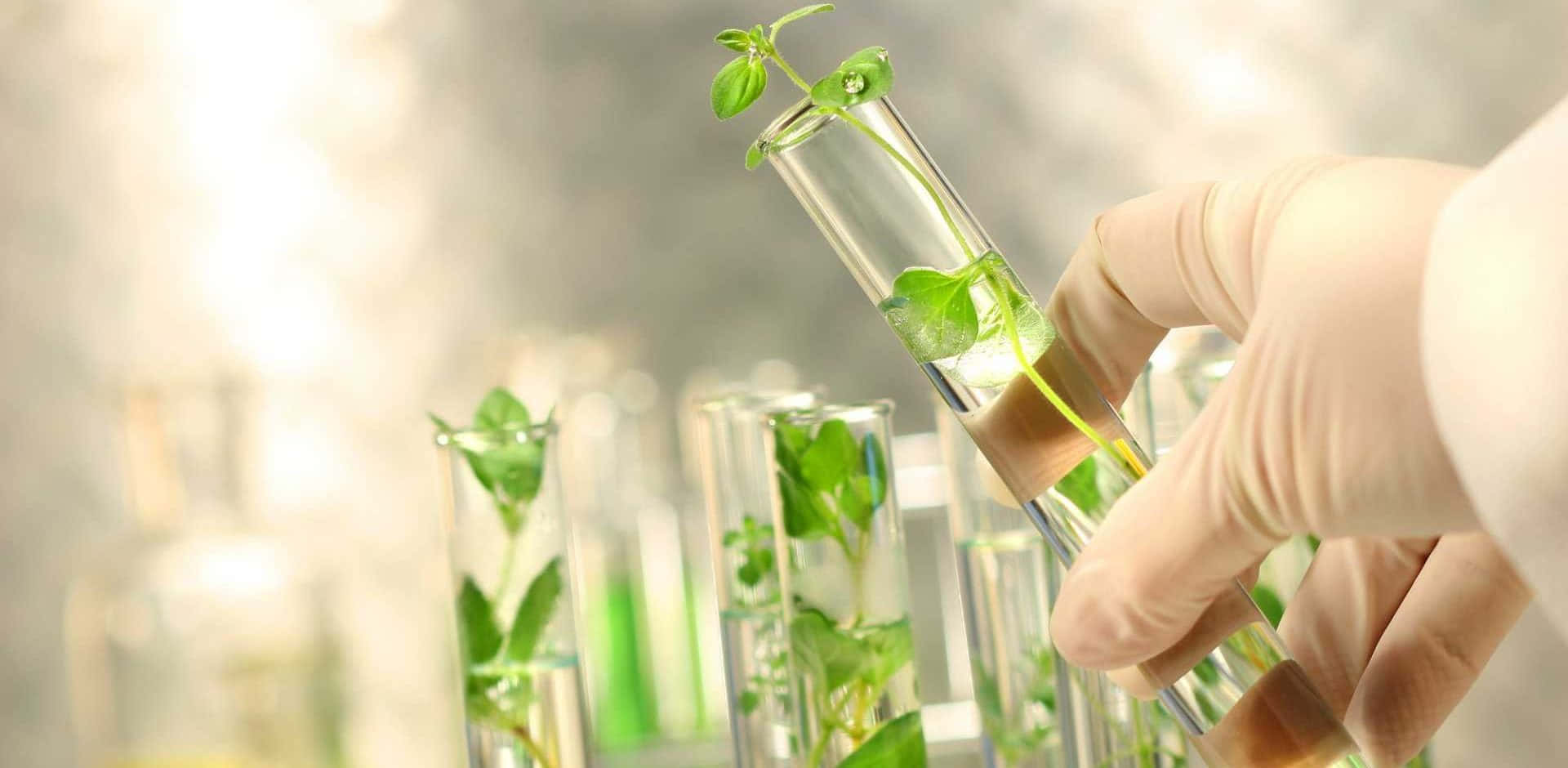 Green Chemistry 桌布 壁紙 — 一隻戴著手套的手拿著一支試管，裡面有充滿活力的綠色嫩芽在液體中生長，周圍還有其他類似的試管，在柔和光線的實驗室中。