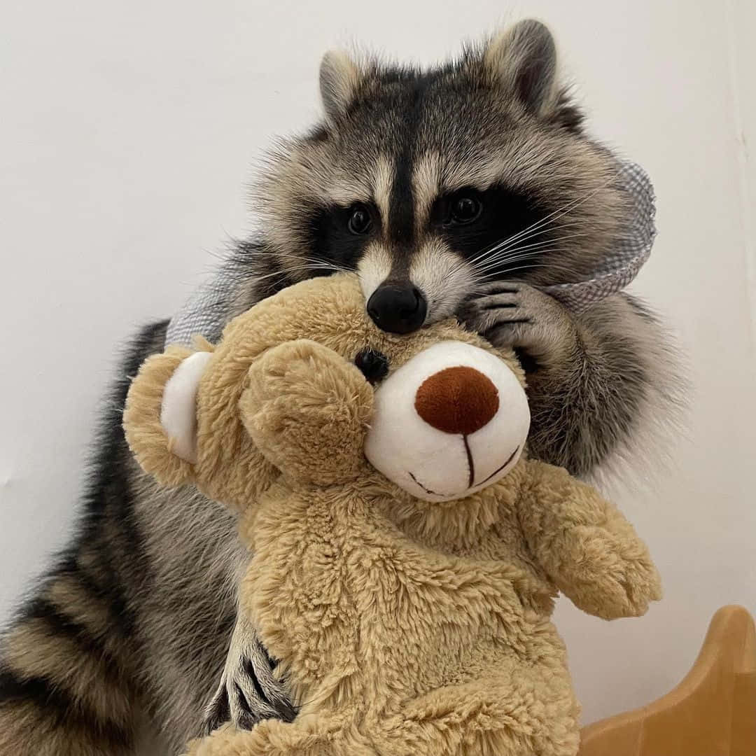 動物 桌布 壁紙 — 一隻戴著格子蝴蝶結的浣熊，抱著一隻棕色泰迪熊，靠著純白牆壁。