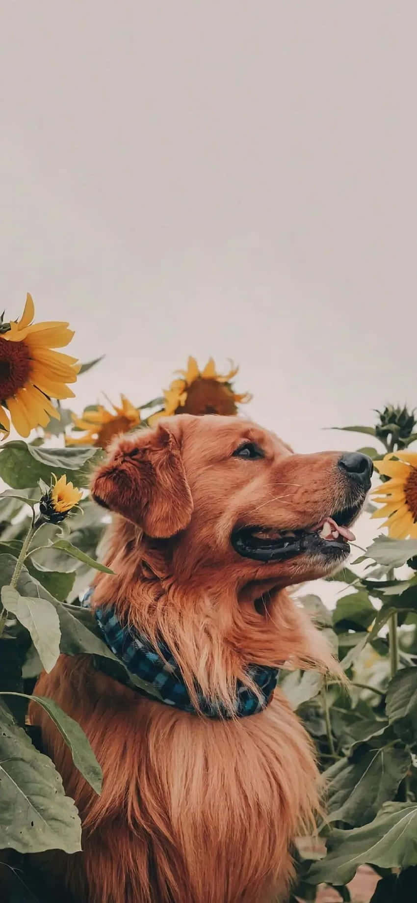 Sunflower Aesthetic iPhone 桌布 壁紙 — 一隻戴著格紋項圈的金毛尋回犬，在柔和日光下，於一片鮮豔的向日葵田中向上凝望。