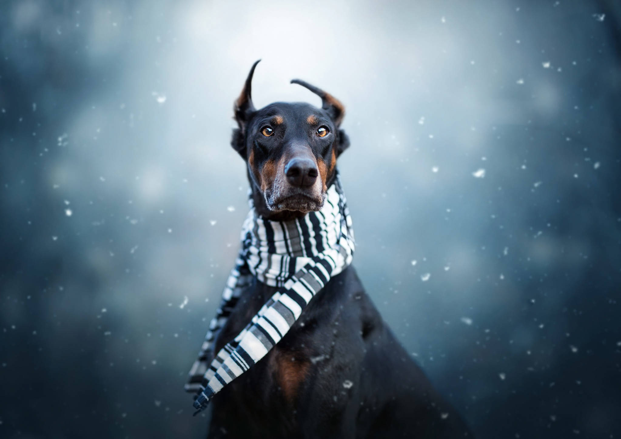 Dog Desktop 桌布 壁紙 — 一隻戴著條紋圍巾的杜賓犬站在雪白的冬日場景中，雪花飄落，背景模糊。