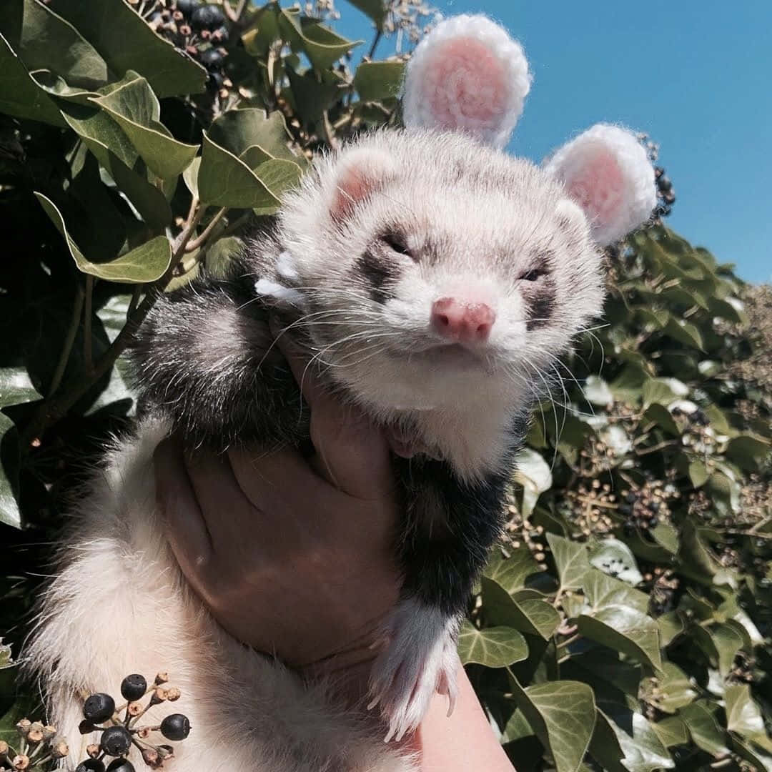 Cute Ferret 桌布 壁紙 — 一隻戴著毛茸茸白色兔耳朵的雪貂，在綠色常春藤和藍天背景下，被輕輕抱在人的手中。