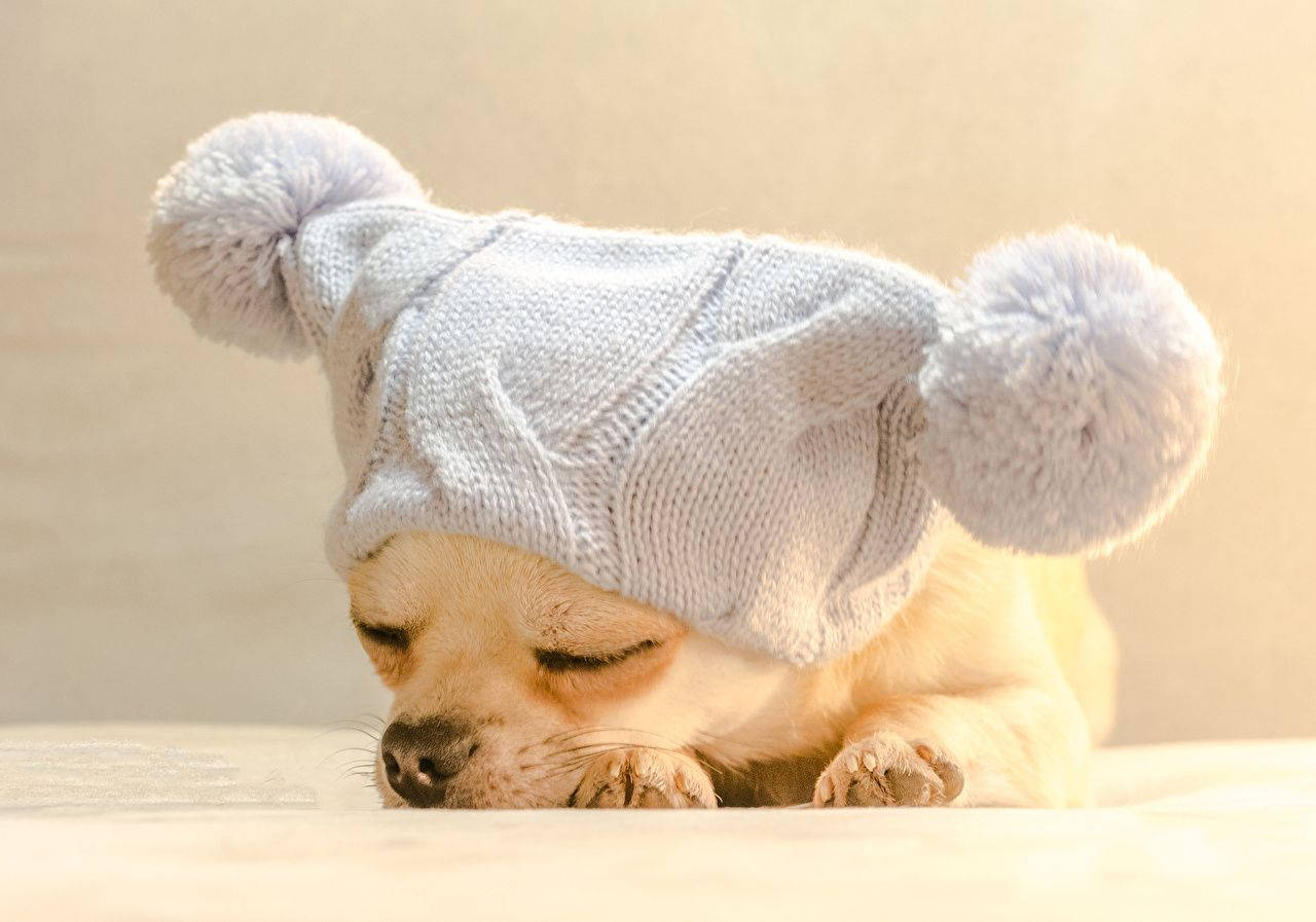 Chihuahua Dog 桌布 壁紙 — 一隻戴著淺灰色針織帽、帶有毛絨絨球的瞌睡吉娃娃小狗，在柔軟的表面上平靜地休息。