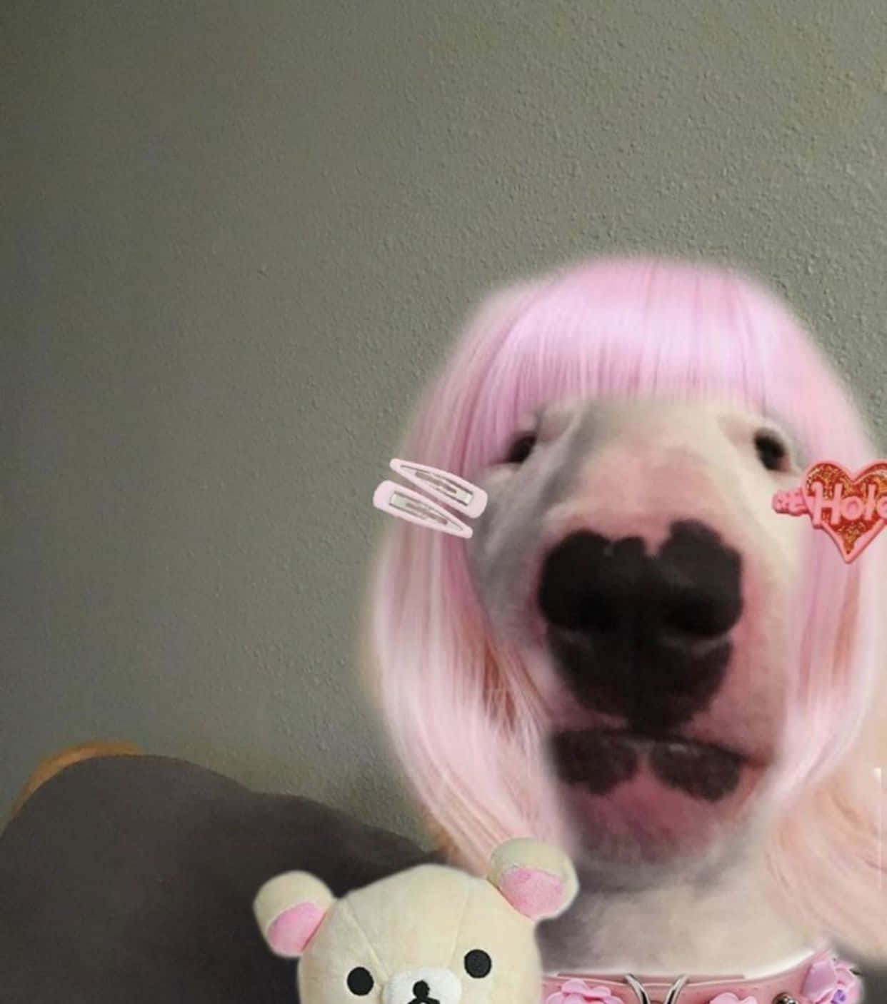 Funny Dog 桌布 壁紙 — 一隻戴著粉紅色假髮和心形夾子的狗看著鏡頭，旁邊有一隻毛絨熊。