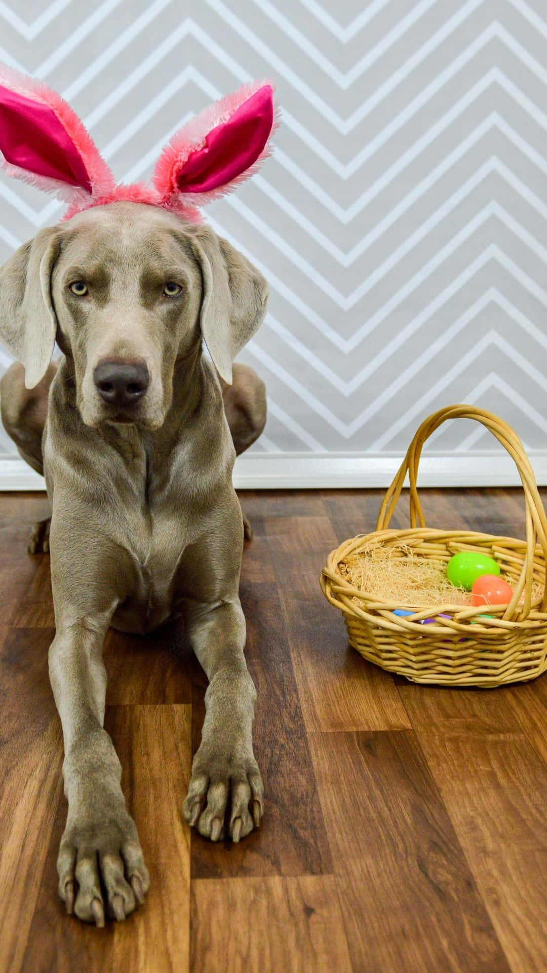Easter Basket 桌布 壁紙 — 一隻戴著粉紅色兔耳朵的威瑪獵犬，專注地坐在木地板上一個裝滿彩色復活節蛋的柳條復活節籃子旁邊。