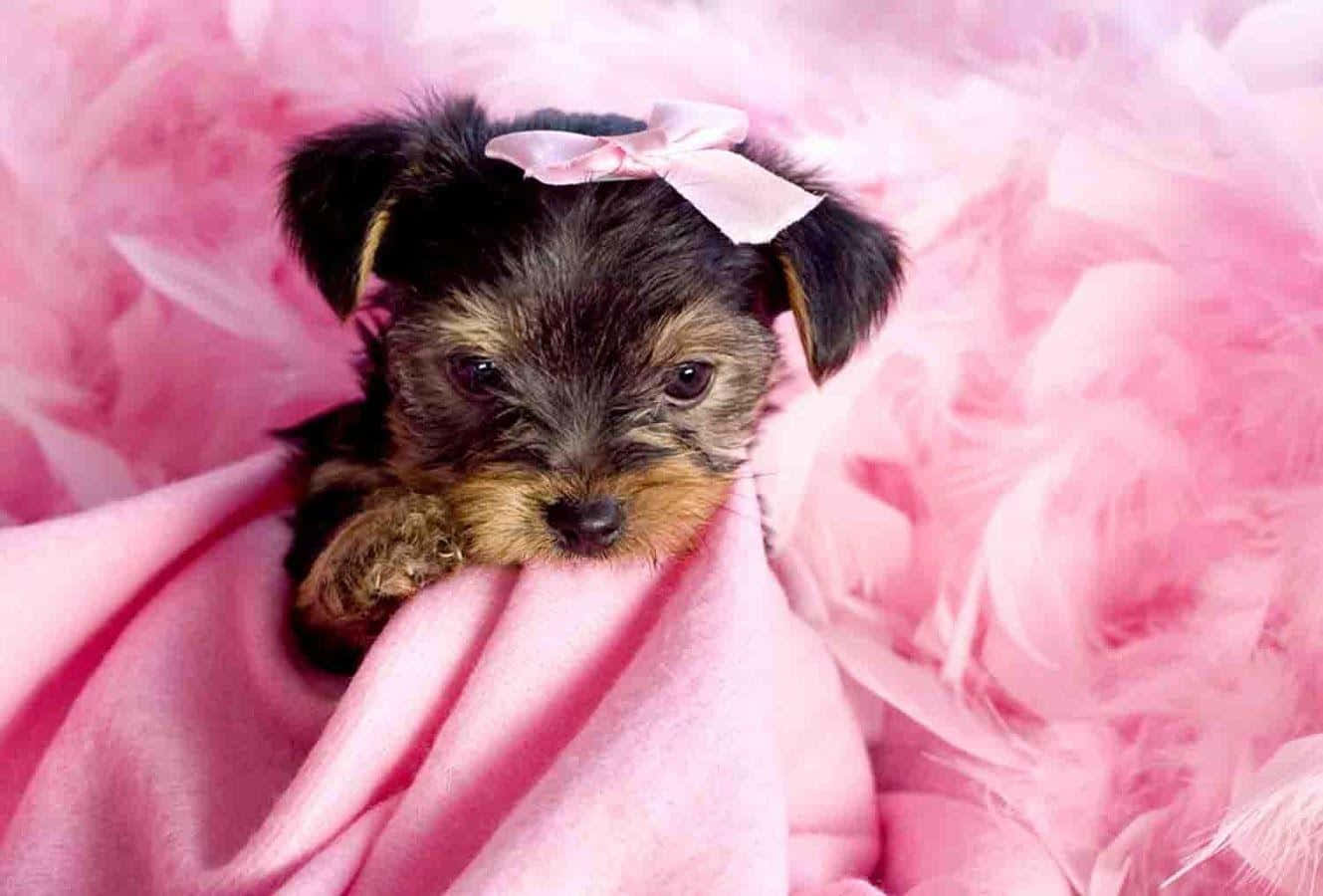 Teacup Yorkie 桌布 壁紙 — 一隻戴著粉紅色蝴蝶結的小約克夏梗幼犬，可愛地躺在柔軟的粉紅色毯子上，周圍是蓬鬆的粉紅色羽毛。