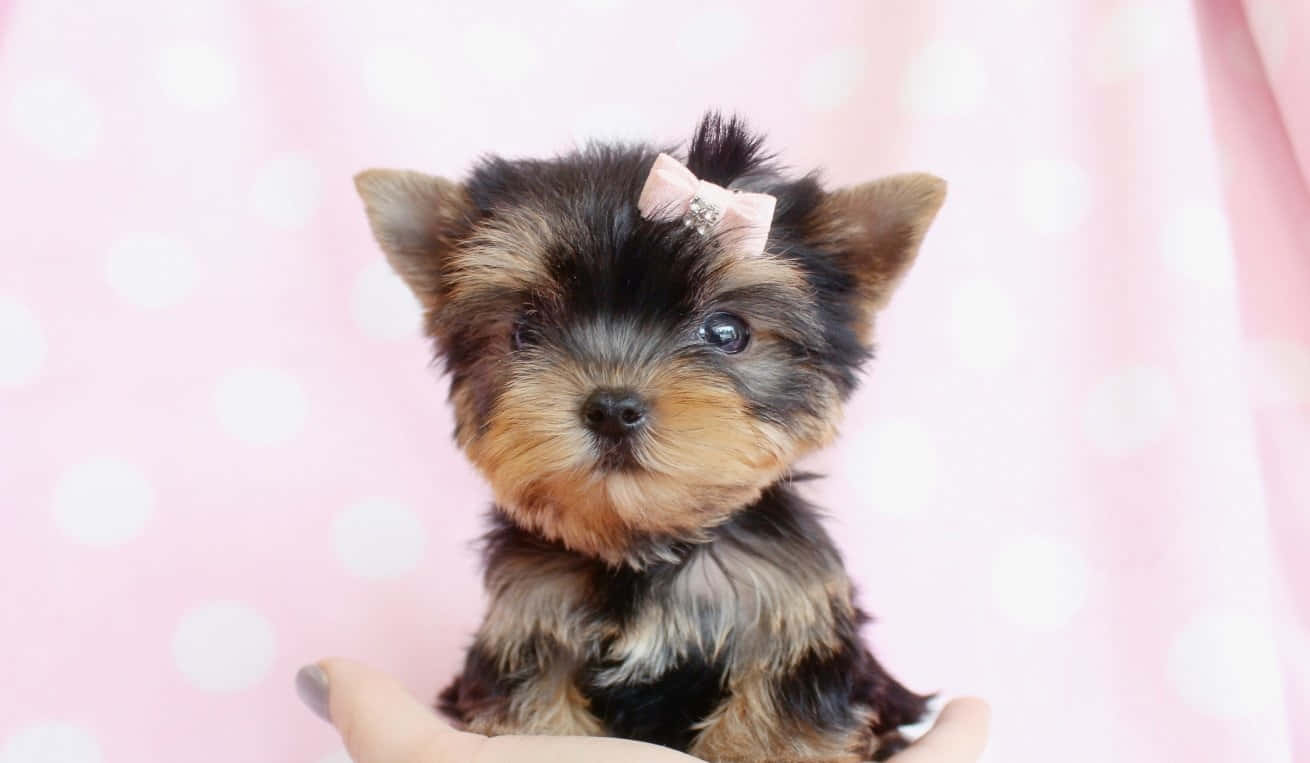 Teacup Yorkie 桌布 壁紙 — 一隻戴著粉紅色蝴蝶結的小約克夏梗幼犬，在柔和的粉紅色圓點背景前，可愛地坐在一隻手中。