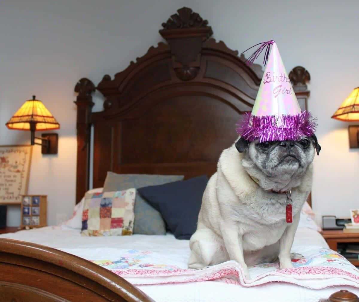 一隻戴著生日帽的巴哥犬坐在一張有木床頭板的床上。 — 寵物動圖 壁紙