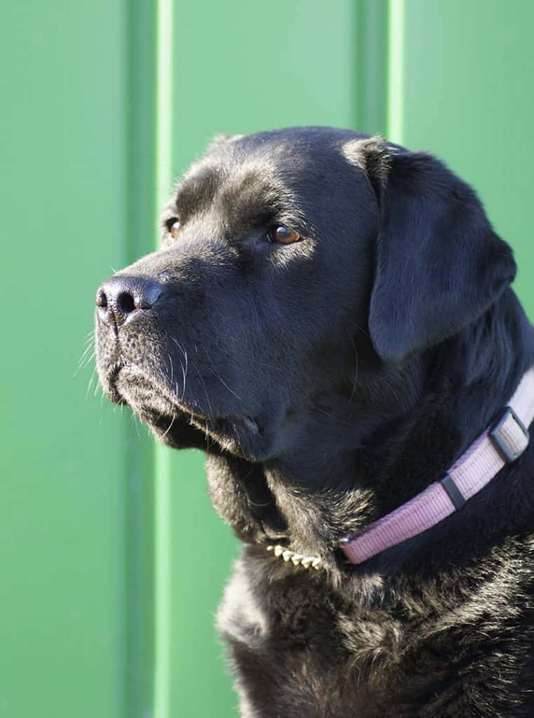 Labrador 桌布 壁紙 — 一隻戴著粉紅色項圈的黑色拉布拉多犬，在充滿活力的綠色木籬笆前面若有所思地望著。