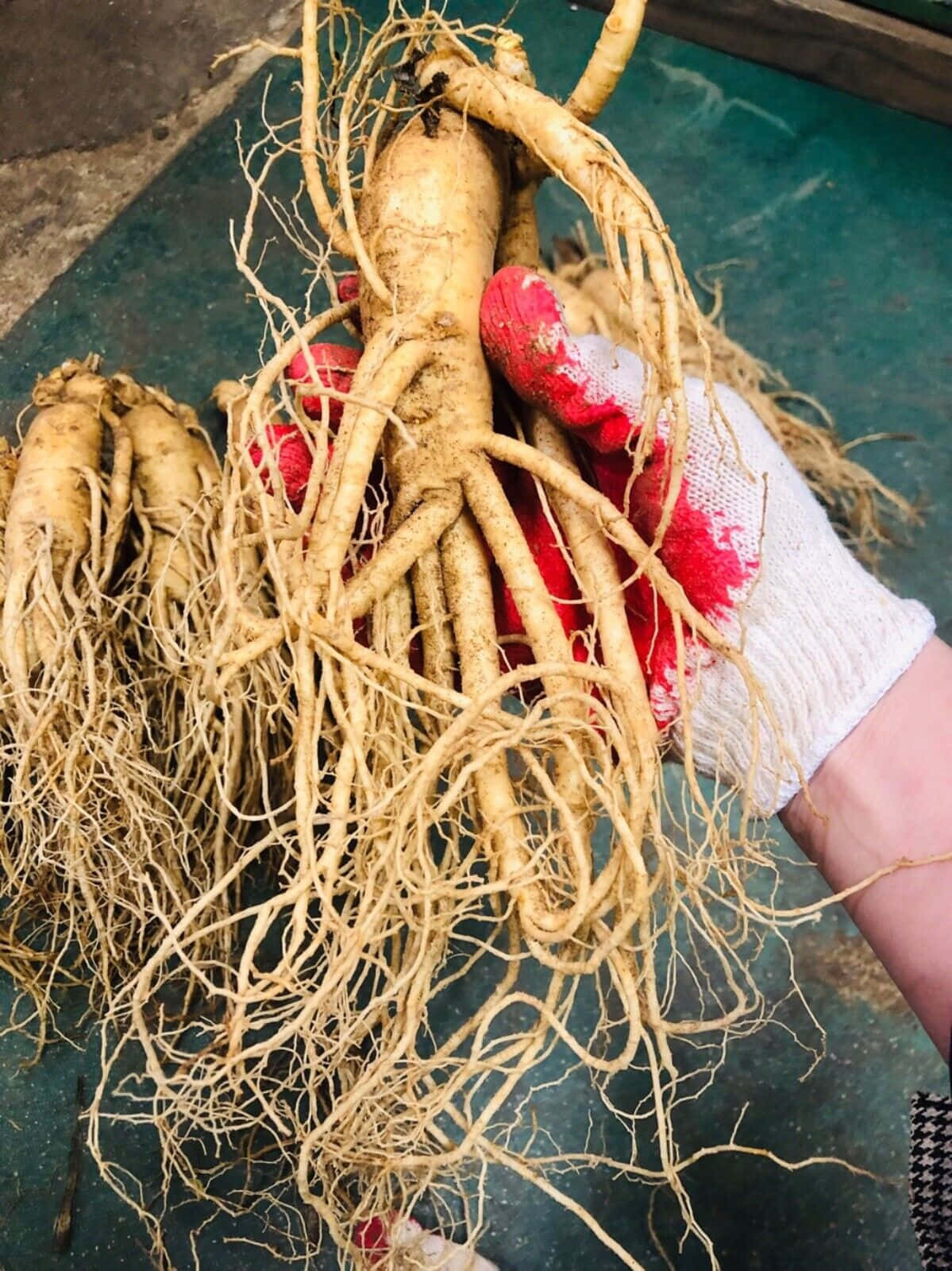 Ginseng Plant 桌布 壁紙 — 一隻戴著紅白手套的手，在青綠色表面上拿著一個帶有細小根鬚的大型人參根。