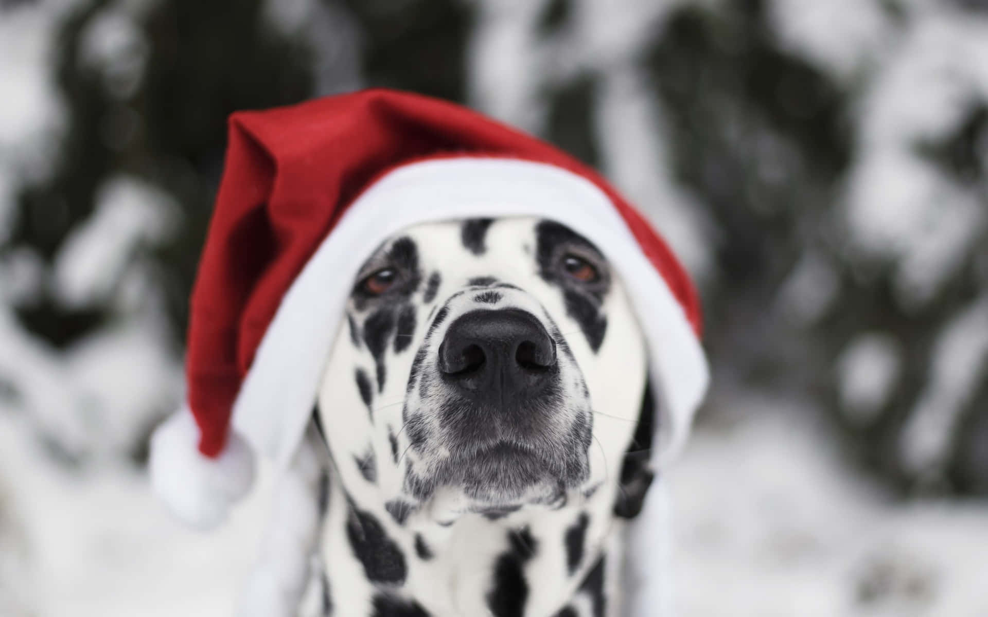 大麥町犬 桌布 壁紙 — 一隻戴著紅白聖誕帽的斑點狗，在雪白的冬日背景下平靜地凝視著鏡頭。