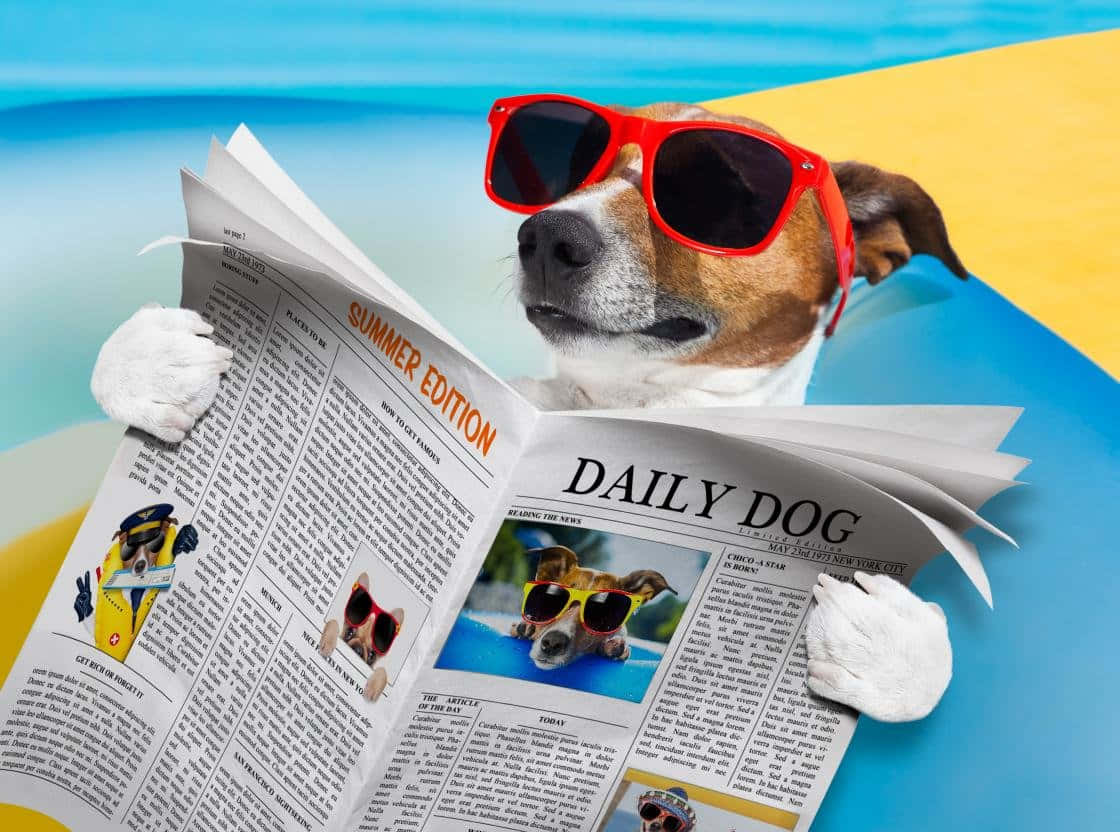 Funny Dog 桌布 壁紙 — 一隻戴著紅色太陽眼鏡的傑克羅素㹴正在閱讀一份名為《Daily Dog》的報紙，同時躺在一張色彩繽紛的充氣筏上。