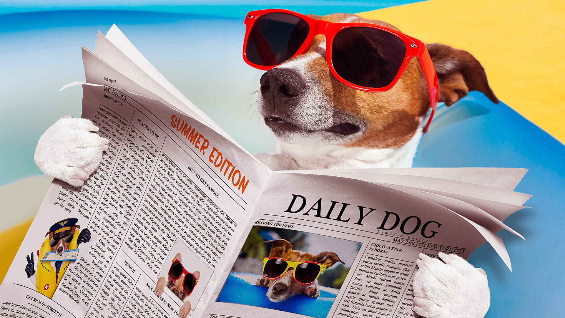 Newspaper 桌布 壁紙 — 一隻戴著紅色太陽眼鏡的傑克羅素㹴在藍色充氣泳池中放鬆，閱讀夏季版報紙。