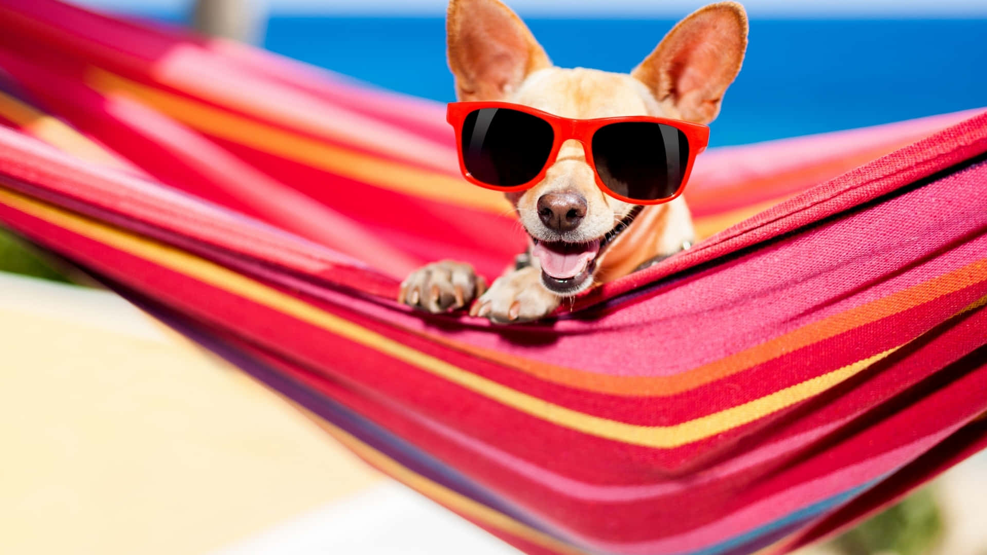 Chihuahua 桌布 壁紙 — 一隻戴著紅色太陽眼鏡的快樂吉娃娃在色彩繽紛的條紋吊床上休息，背景是明亮的藍天。