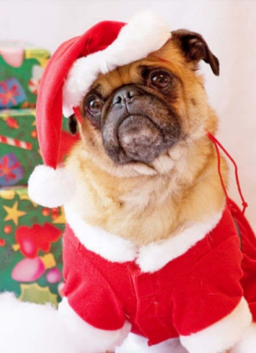 Santa Claus 桌布 壁紙 — 一隻戴著紅色聖誕帽和穿著紅色聖誕老人服的巴哥犬坐在雪地上，旁邊放著色彩繽紛的聖誕禮物。