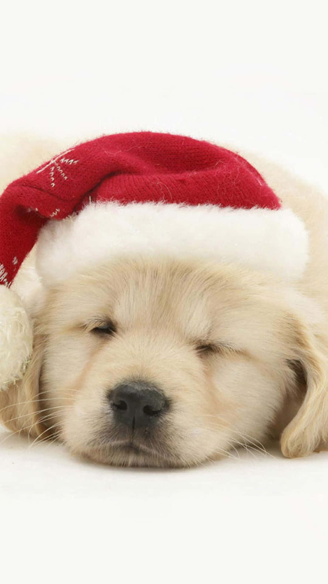 動物 桌布 壁紙 — 一隻戴著紅色聖誕帽的睏倦金毛尋回犬幼犬，在白色背景上安詳地睡覺。