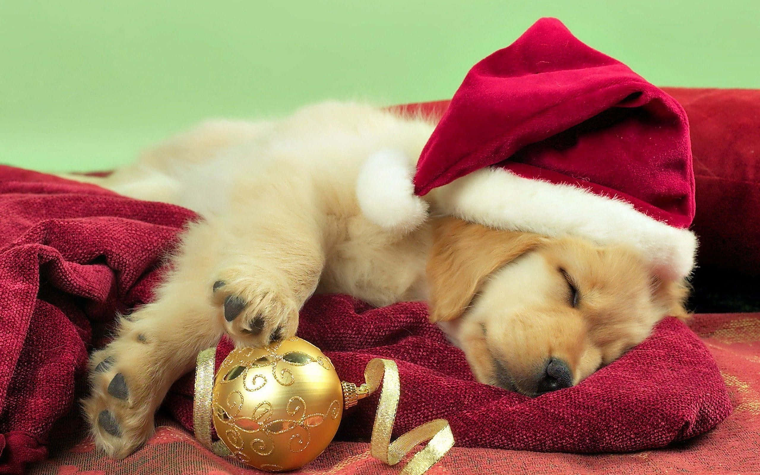 Dog Christmas 桌布 壁紙 — 一隻戴著紅色聖誕帽的睏倦黃金獵犬幼犬，在紅色毯子上金色聖誕裝飾旁安詳地睡覺。
