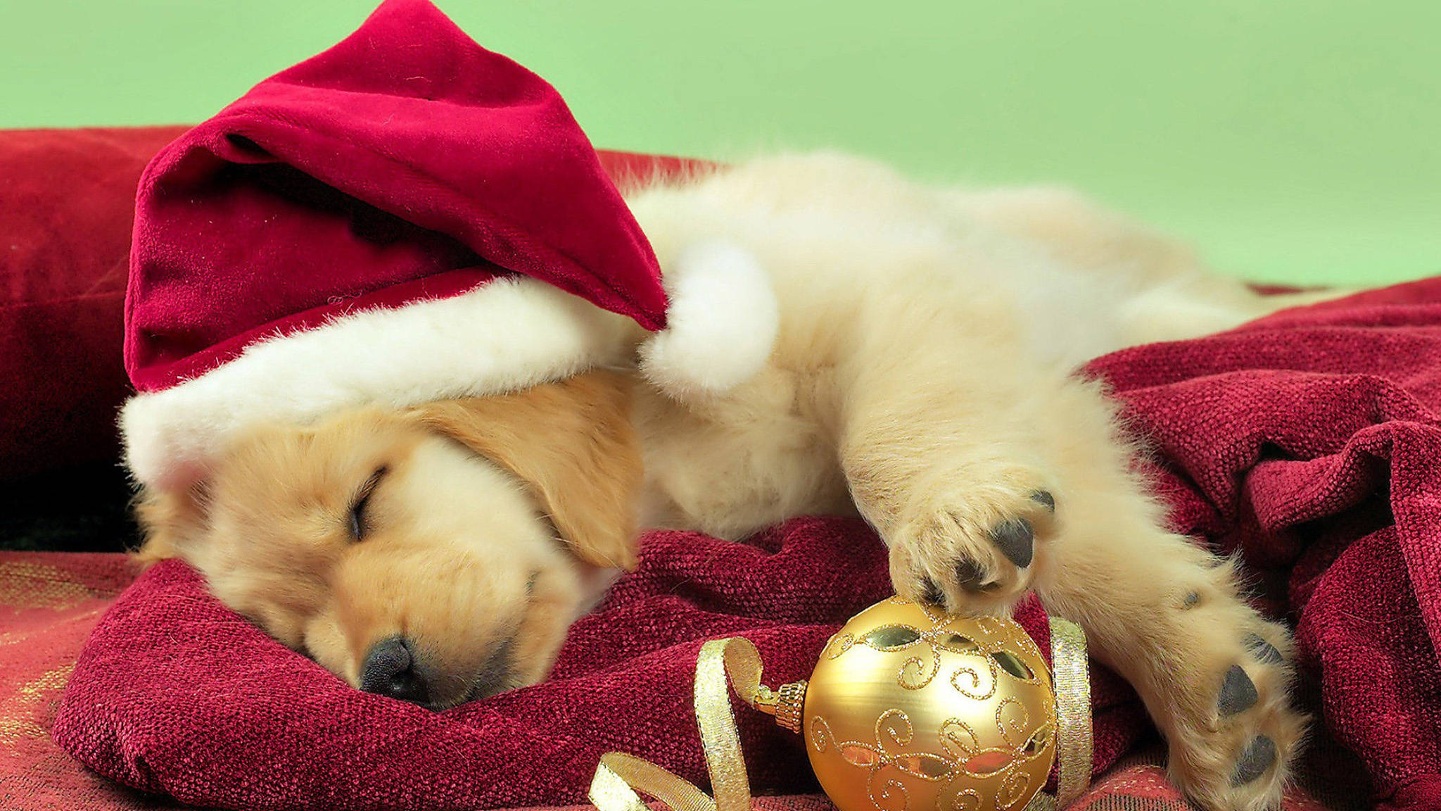黃金獵犬幼犬 桌布 壁紙 — 一隻戴著紅色聖誕帽的睏倦黃金獵犬幼犬，在紅色毯子上金色聖誕裝飾旁安詳地睡著。