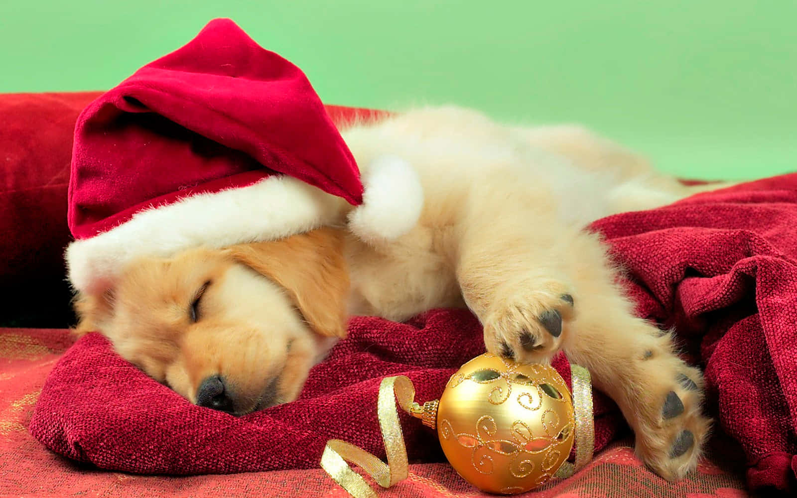 Santa Claus 桌布 壁紙 — 一隻戴著紅色聖誕帽的睏倦黃金獵犬幼犬，在紅色毯子上，旁邊有一個金色聖誕裝飾品，安詳地睡著。