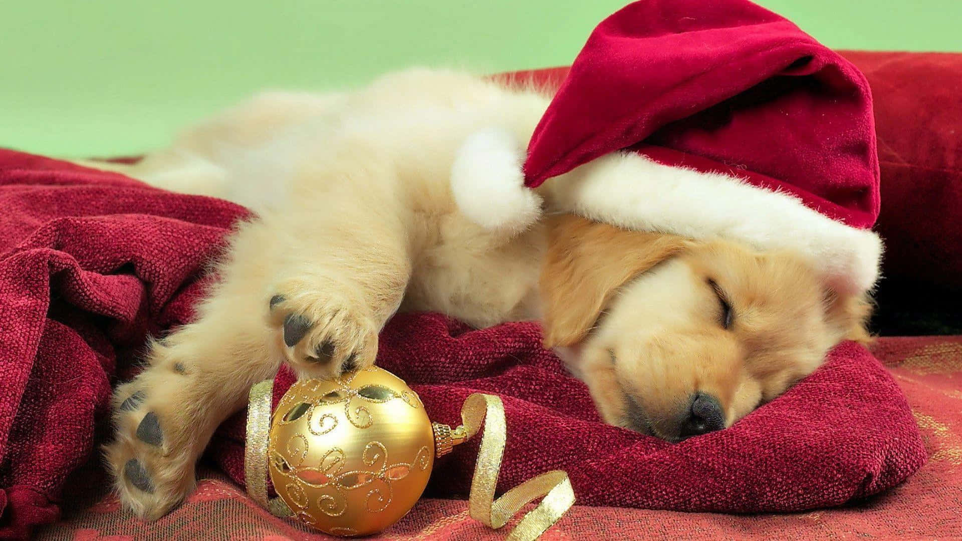 攝影 桌布 壁紙 — 一隻戴著紅色聖誕帽的睏倦黃金獵犬幼犬，在紅色毯子上，旁邊放著一個金色聖誕裝飾品，安詳地睡著。