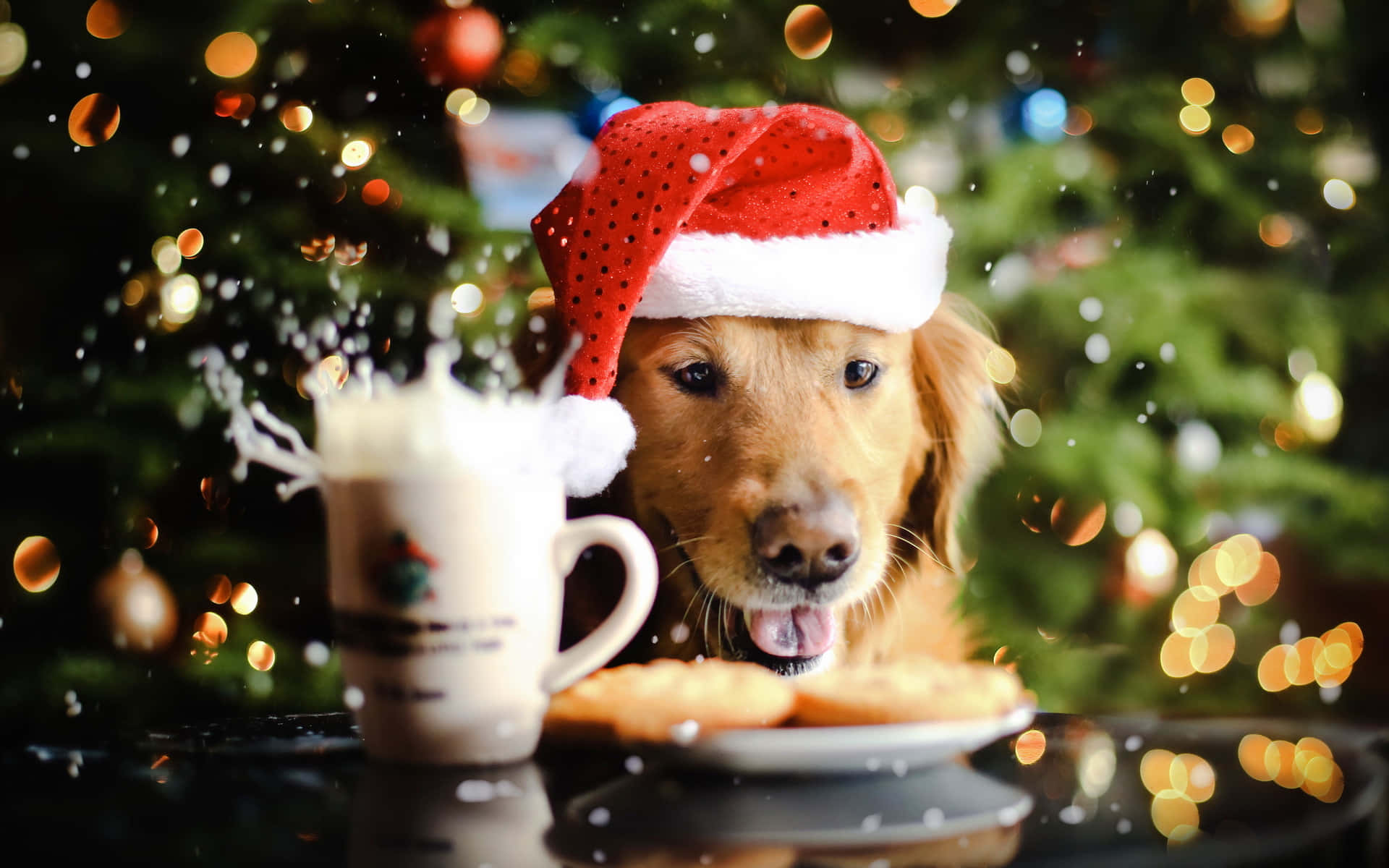 黃金獵犬 桌布 壁紙 — 一隻戴著紅色聖誕帽的金毛尋回犬，看著牛奶從餅乾旁的馬克杯濺出，背景是節日散景聖誕樹。