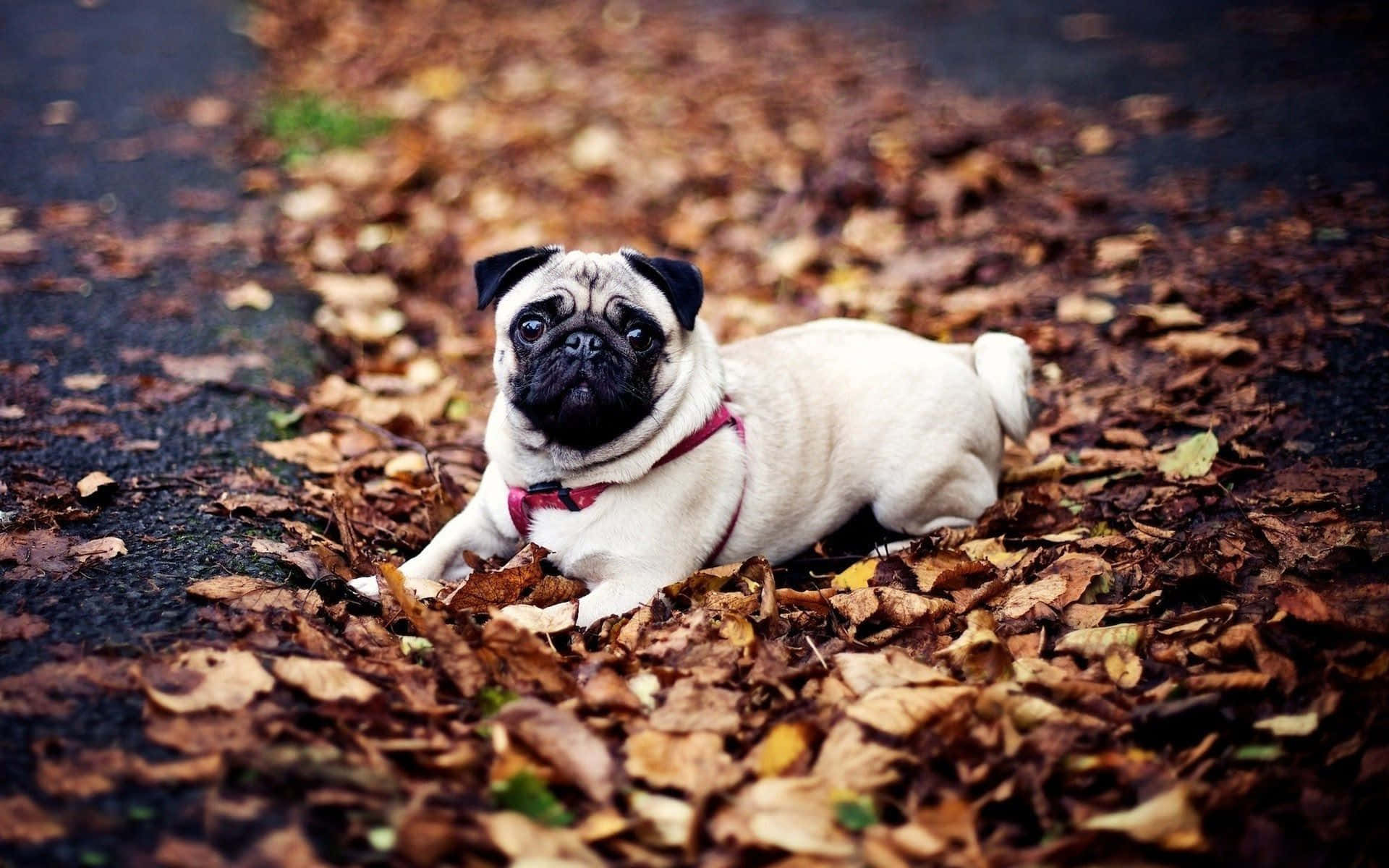 狗 桌布 壁紙 — 一隻戴著紅色項圈的可愛巴哥犬躺在潮濕路面上的秋天落葉之間。