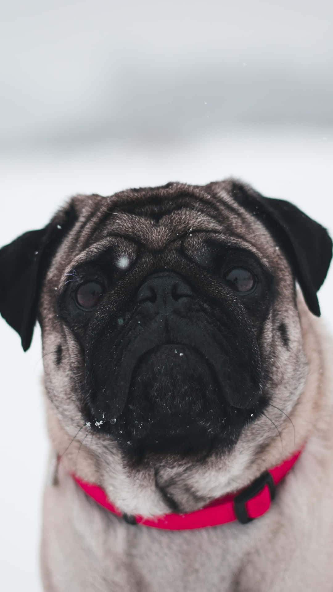 Pug 桌布 壁紙 — 一隻戴著紅色項圈的巴哥犬在雪地天氣中站立，直視鏡頭的特寫。